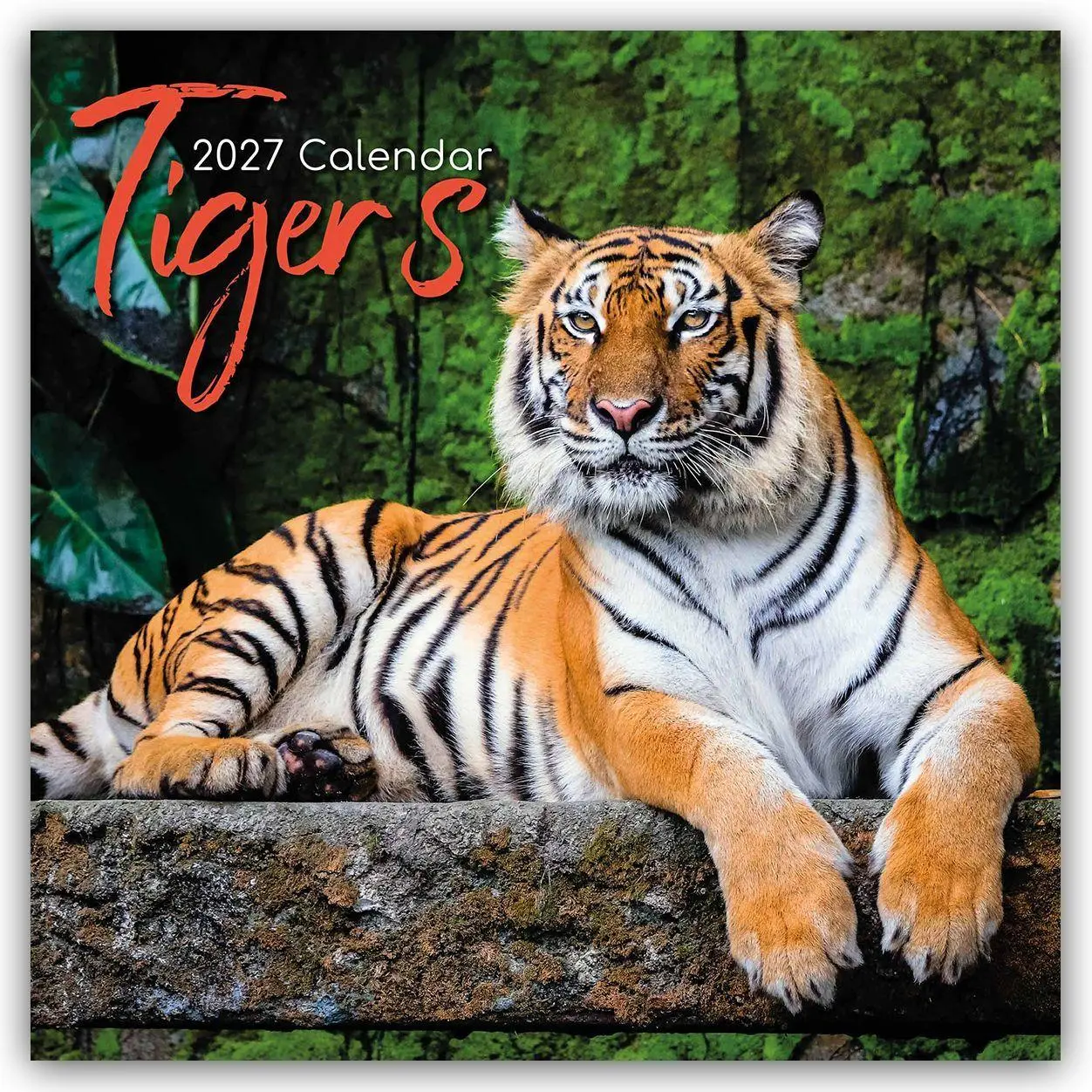 Cover: 9781805974383 | Tigers - Tiger 2027 - 16-Monatskalender | The Gifted | Kalender | 2027