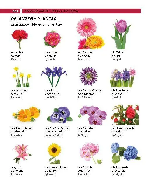 Bild: 9783125164383 | PONS Bildwörterbuch Portugiesisch | Taschenbuch | PONS Bildwörterbuch