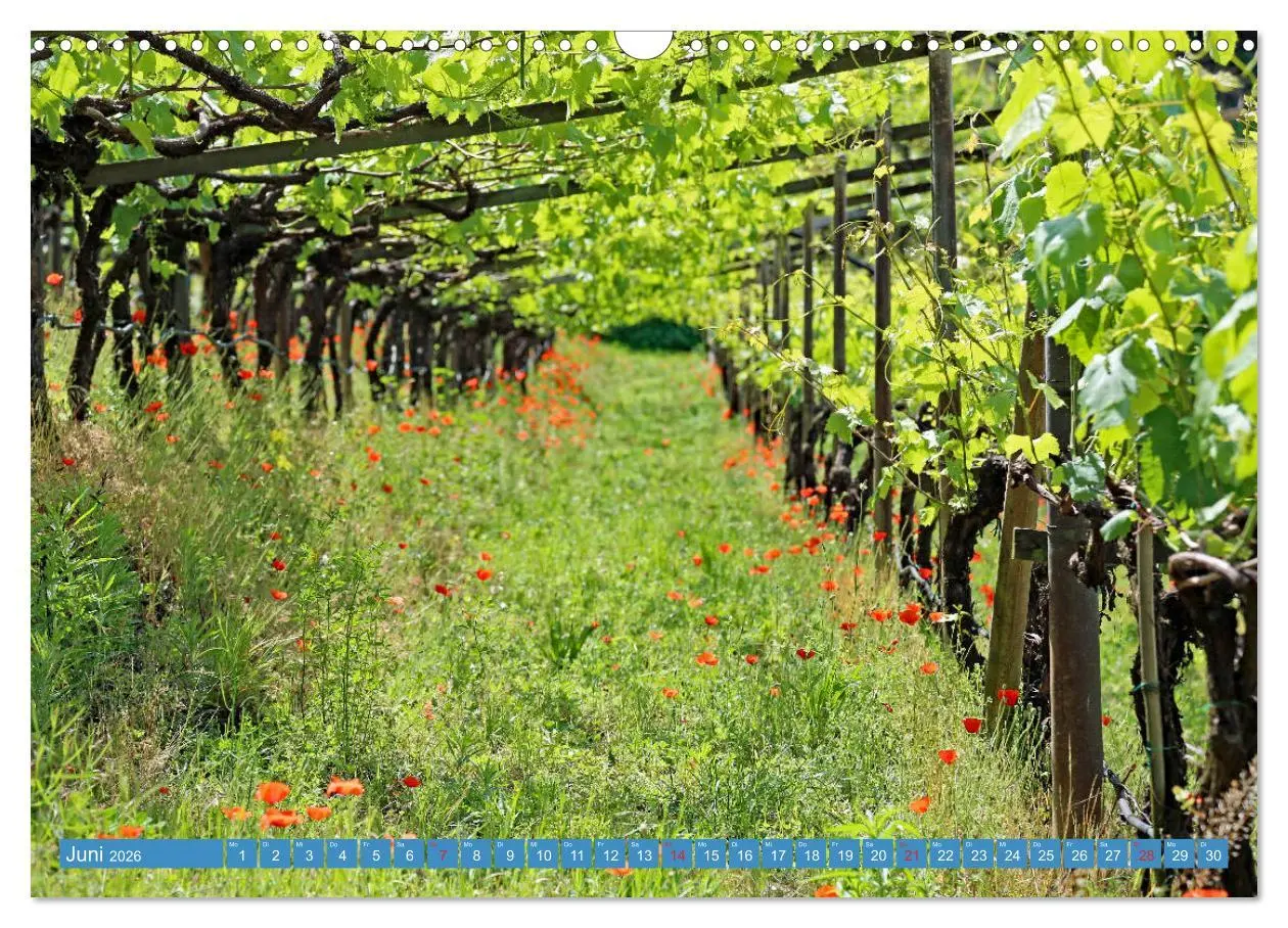 Bild: 9783457674383 | Rund um den Kalterer See (Wandkalender 2026 DIN A3 quer), CALVENDO...