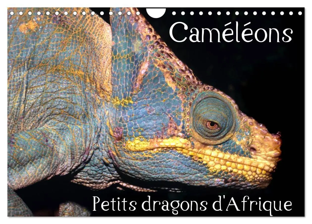 Cover: 9781325954483 | Caméléons - Petits dragons d'Afrique. (Calendrier mural 2025 DIN A4...