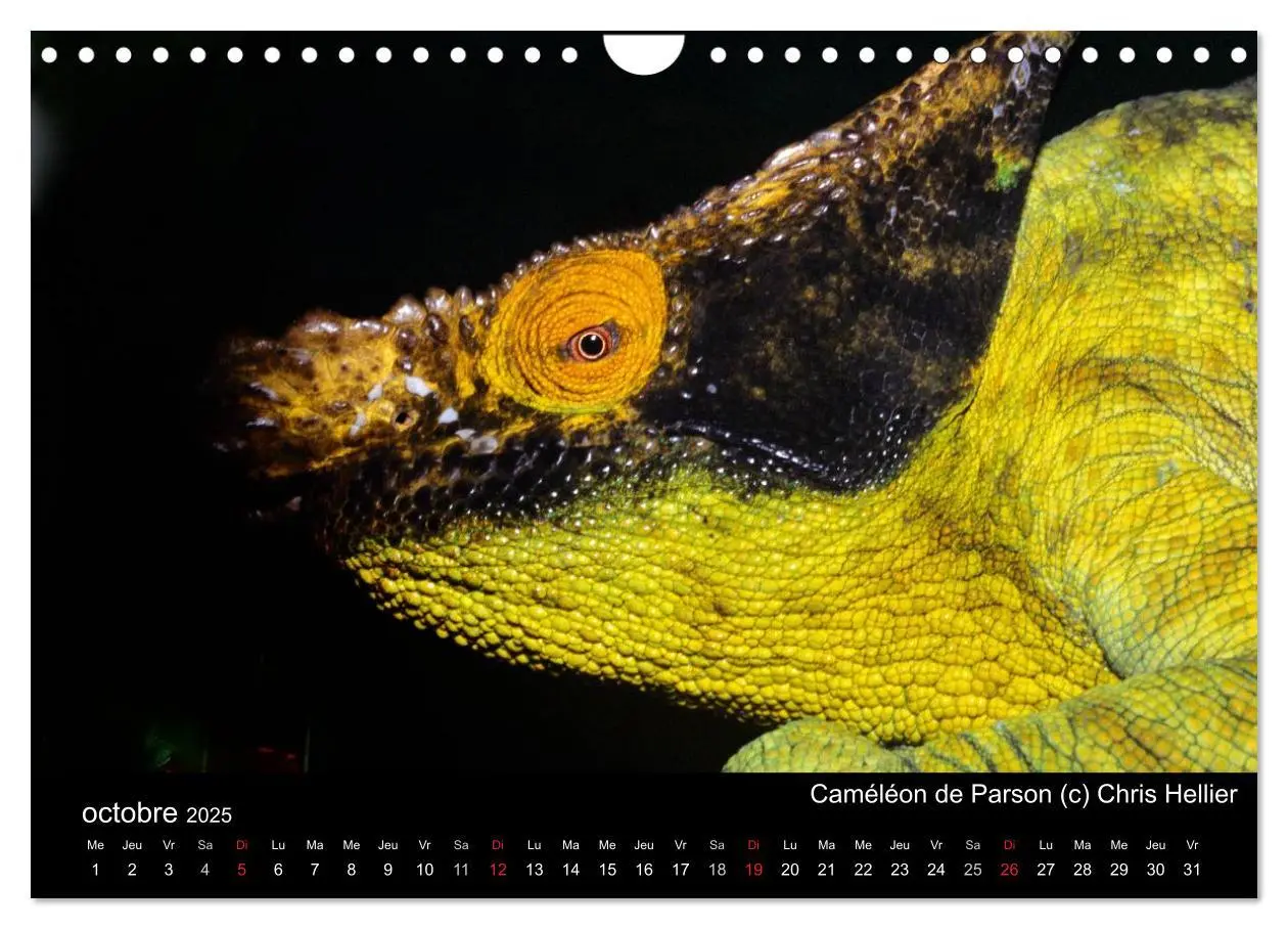 Bild: 9781325954483 | Caméléons - Petits dragons d'Afrique. (Calendrier mural 2025 DIN A4... Bild: 9781325954483 | Caméléons - Petits dragons d'Afrique. (Calendrier mural 2025 DIN A4...