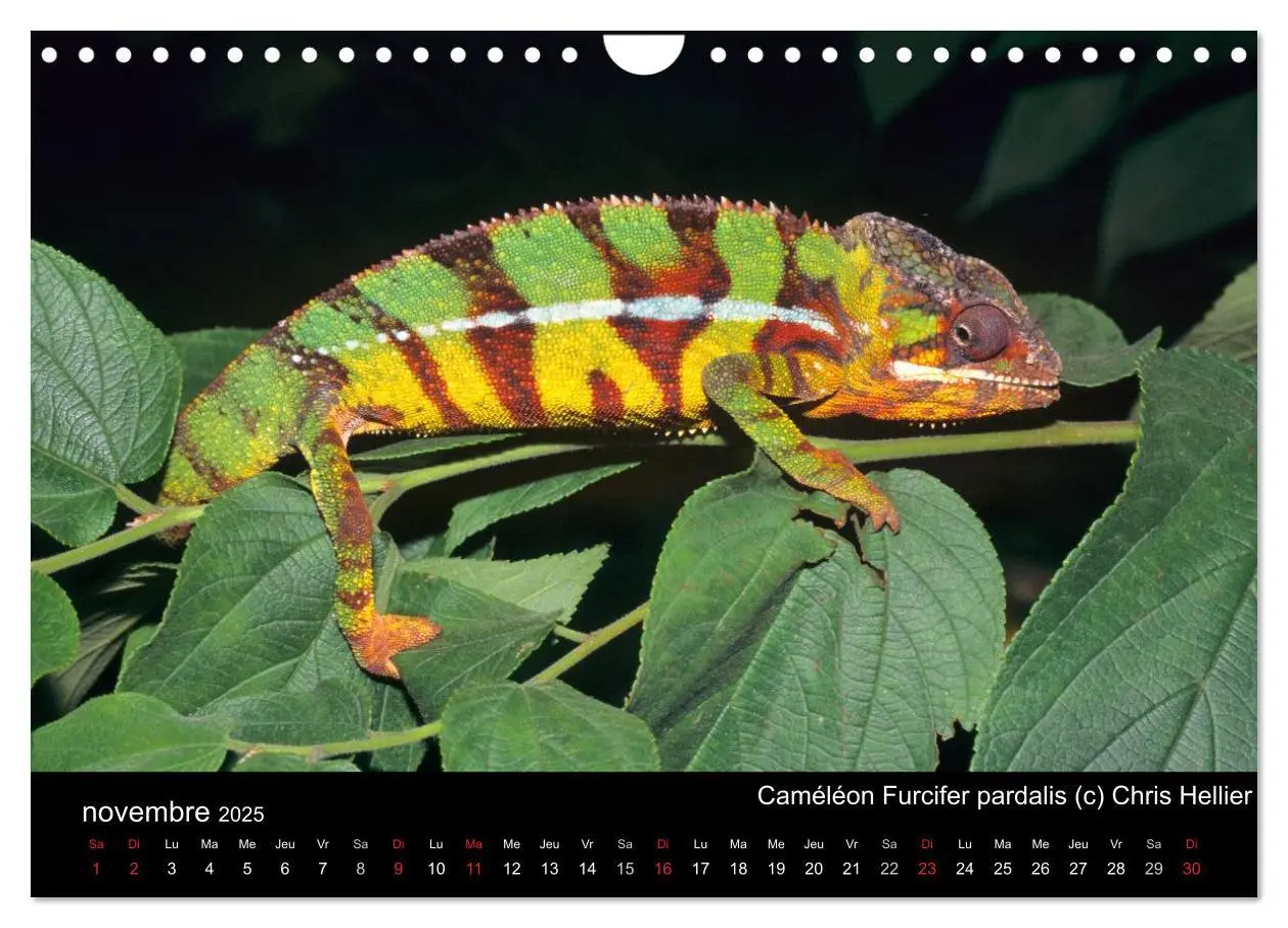 Bild: 9781325954483 | Caméléons - Petits dragons d'Afrique. (Calendrier mural 2025 DIN A4... Bild: 9781325954483 | Caméléons - Petits dragons d'Afrique. (Calendrier mural 2025 DIN A4...