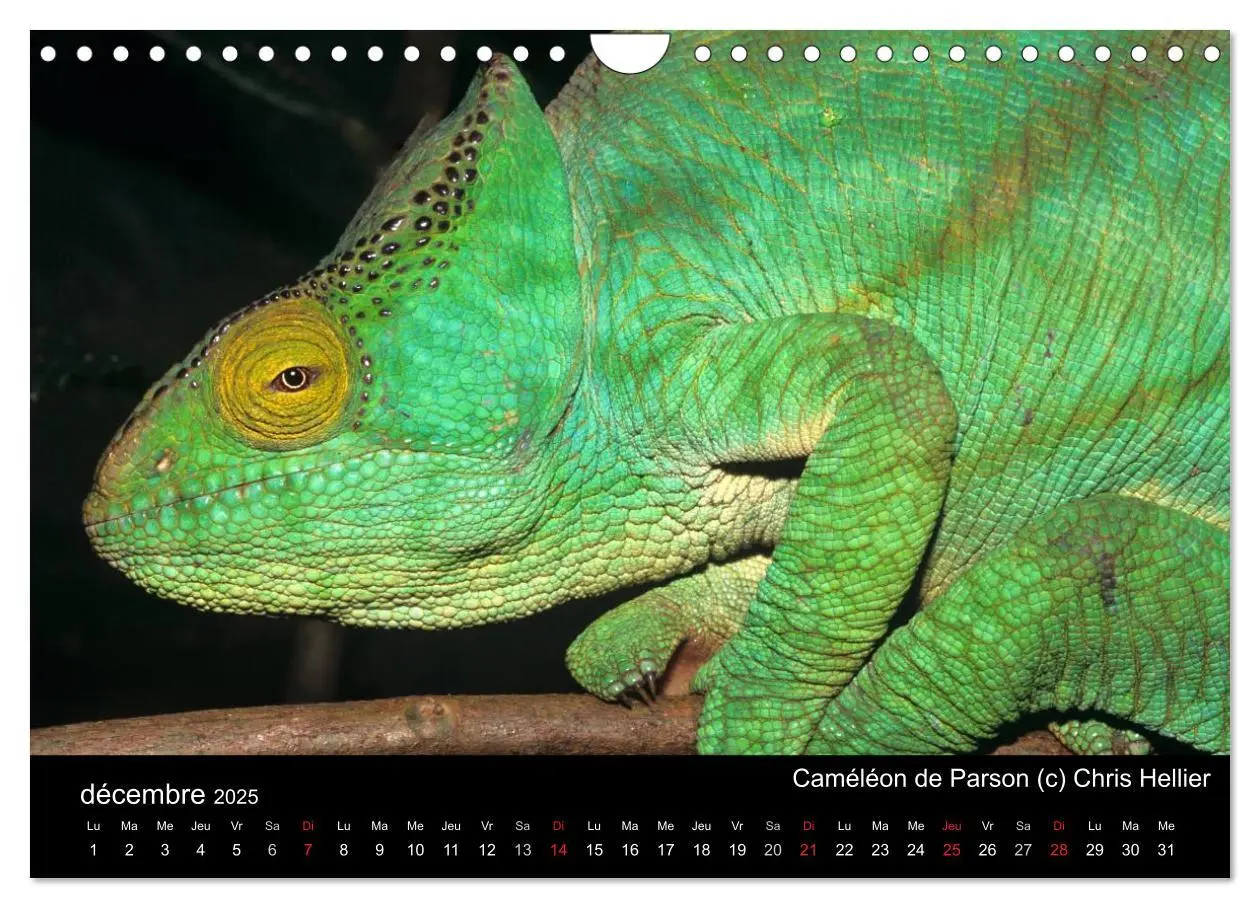 Bild: 9781325954483 | Caméléons - Petits dragons d'Afrique. (Calendrier mural 2025 DIN A4... Bild: 9781325954483 | Caméléons - Petits dragons d'Afrique. (Calendrier mural 2025 DIN A4...