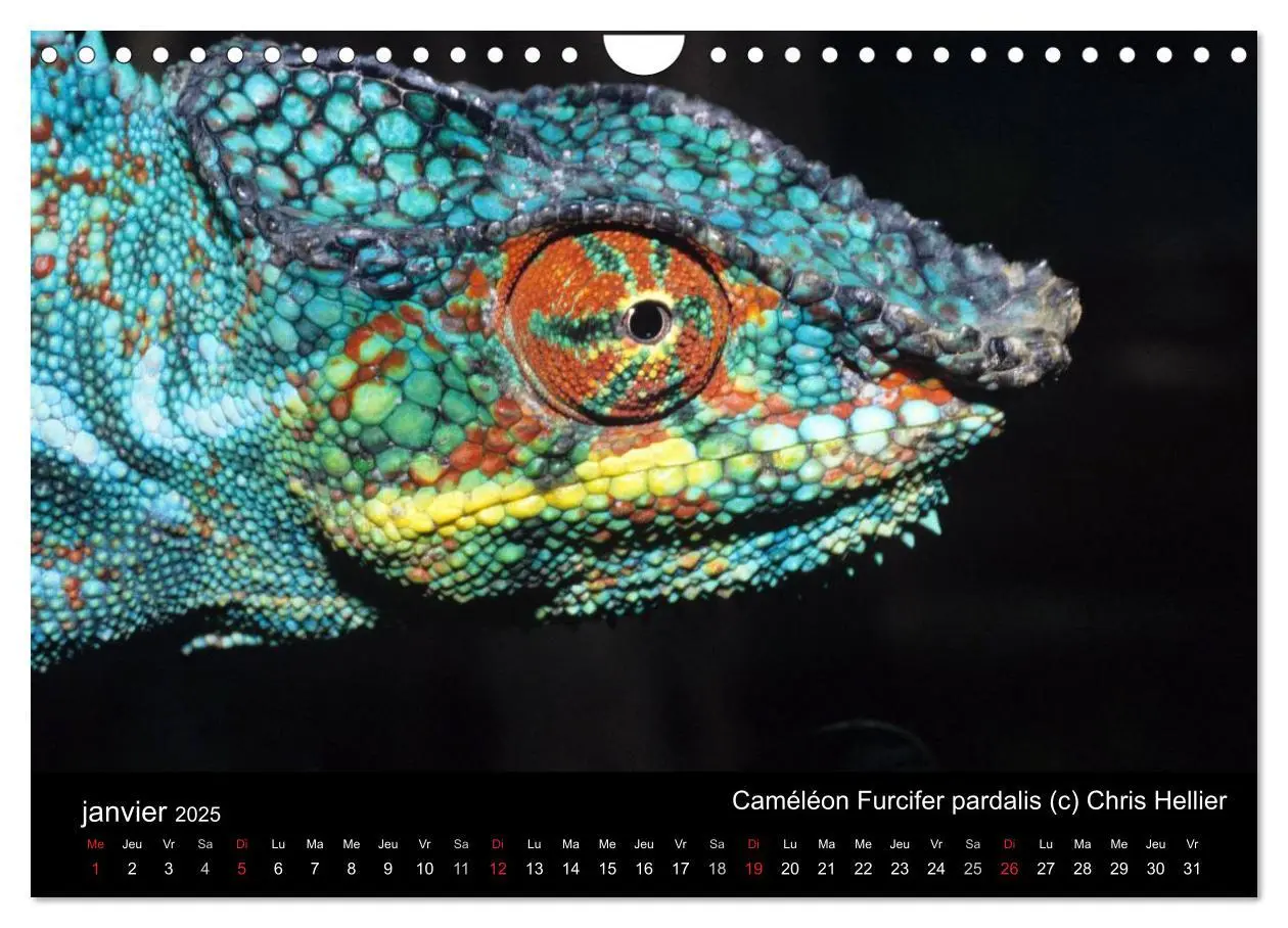 Bild: 9781325954483 | Caméléons - Petits dragons d'Afrique. (Calendrier mural 2025 DIN A4... Bild: 9781325954483 | Caméléons - Petits dragons d'Afrique. (Calendrier mural 2025 DIN A4...