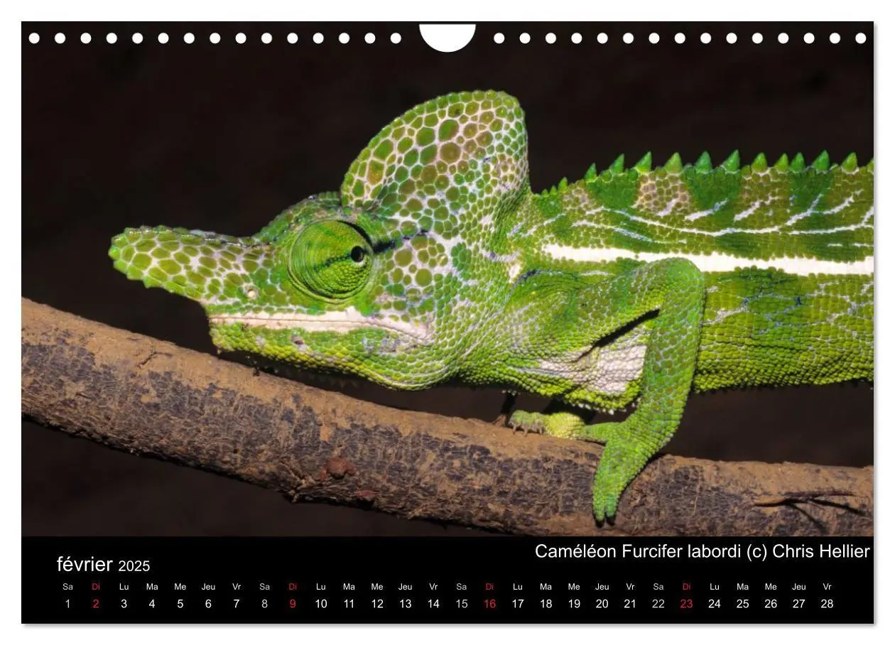 Bild: 9781325954483 | Caméléons - Petits dragons d'Afrique. (Calendrier mural 2025 DIN A4... Bild: 9781325954483 | Caméléons - Petits dragons d'Afrique. (Calendrier mural 2025 DIN A4...