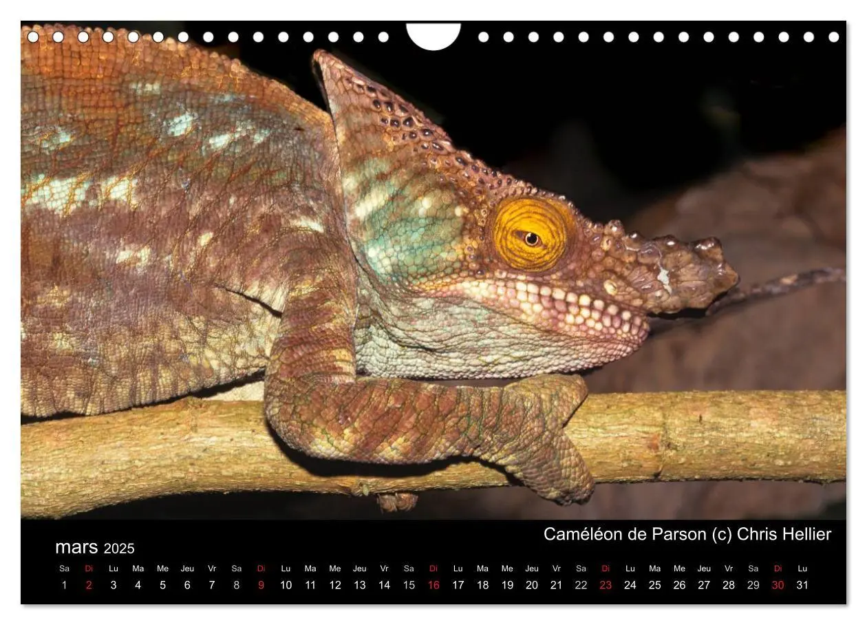 Bild: 9781325954483 | Caméléons - Petits dragons d'Afrique. (Calendrier mural 2025 DIN A4... Bild: 9781325954483 | Caméléons - Petits dragons d'Afrique. (Calendrier mural 2025 DIN A4...