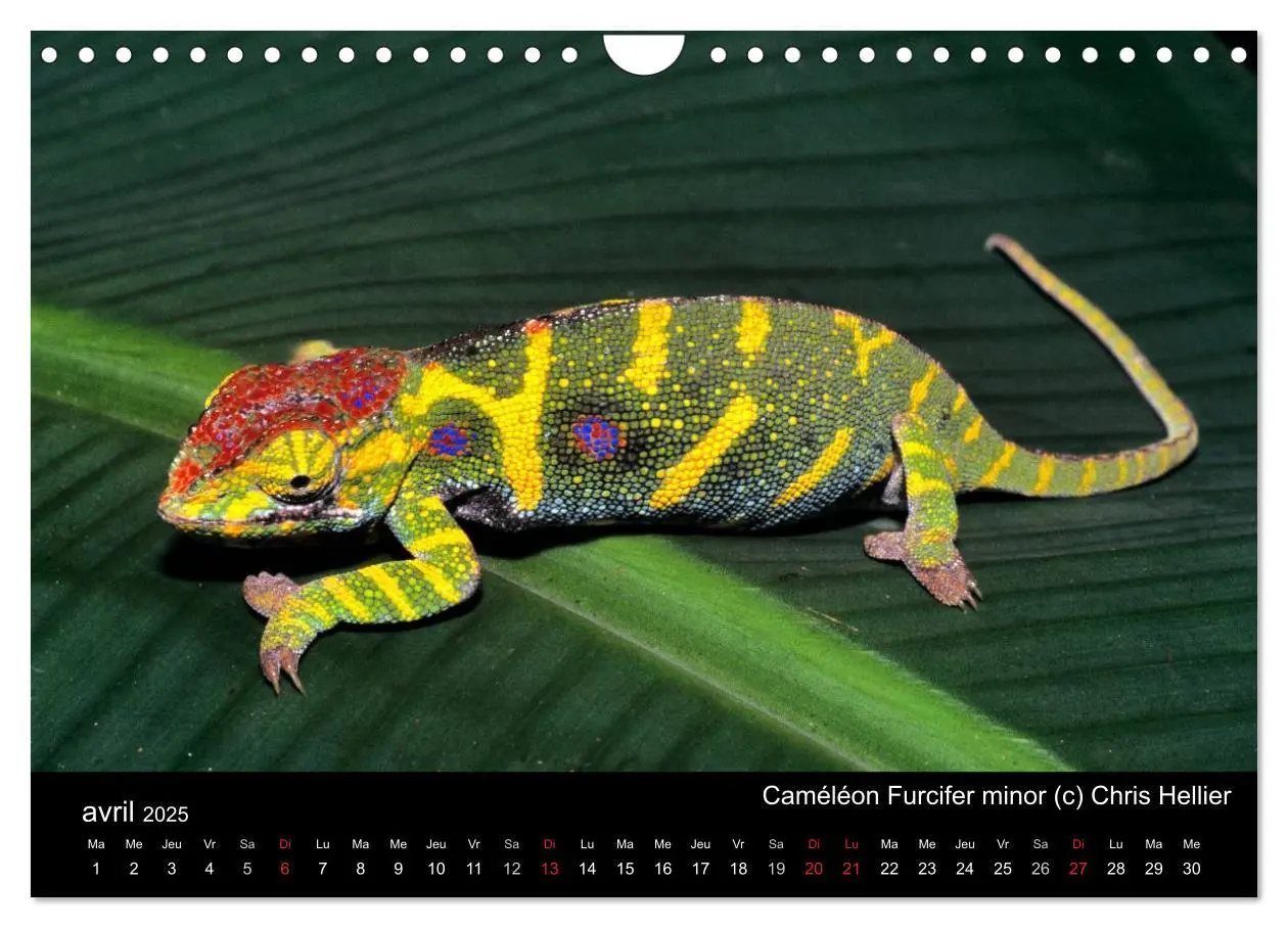 Bild: 9781325954483 | Caméléons - Petits dragons d'Afrique. (Calendrier mural 2025 DIN A4... Bild: 9781325954483 | Caméléons - Petits dragons d'Afrique. (Calendrier mural 2025 DIN A4...
