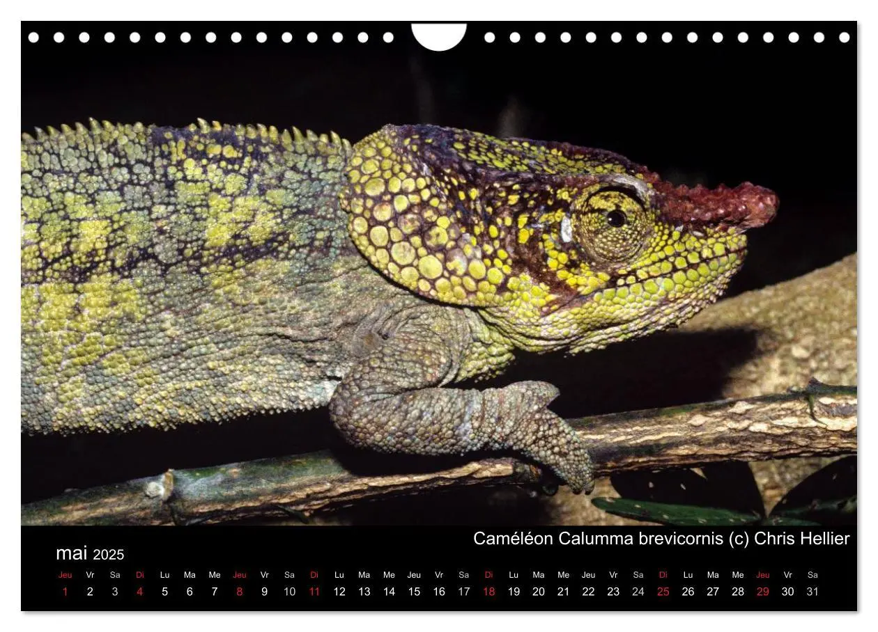 Bild: 9781325954483 | Caméléons - Petits dragons d'Afrique. (Calendrier mural 2025 DIN A4... Bild: 9781325954483 | Caméléons - Petits dragons d'Afrique. (Calendrier mural 2025 DIN A4...