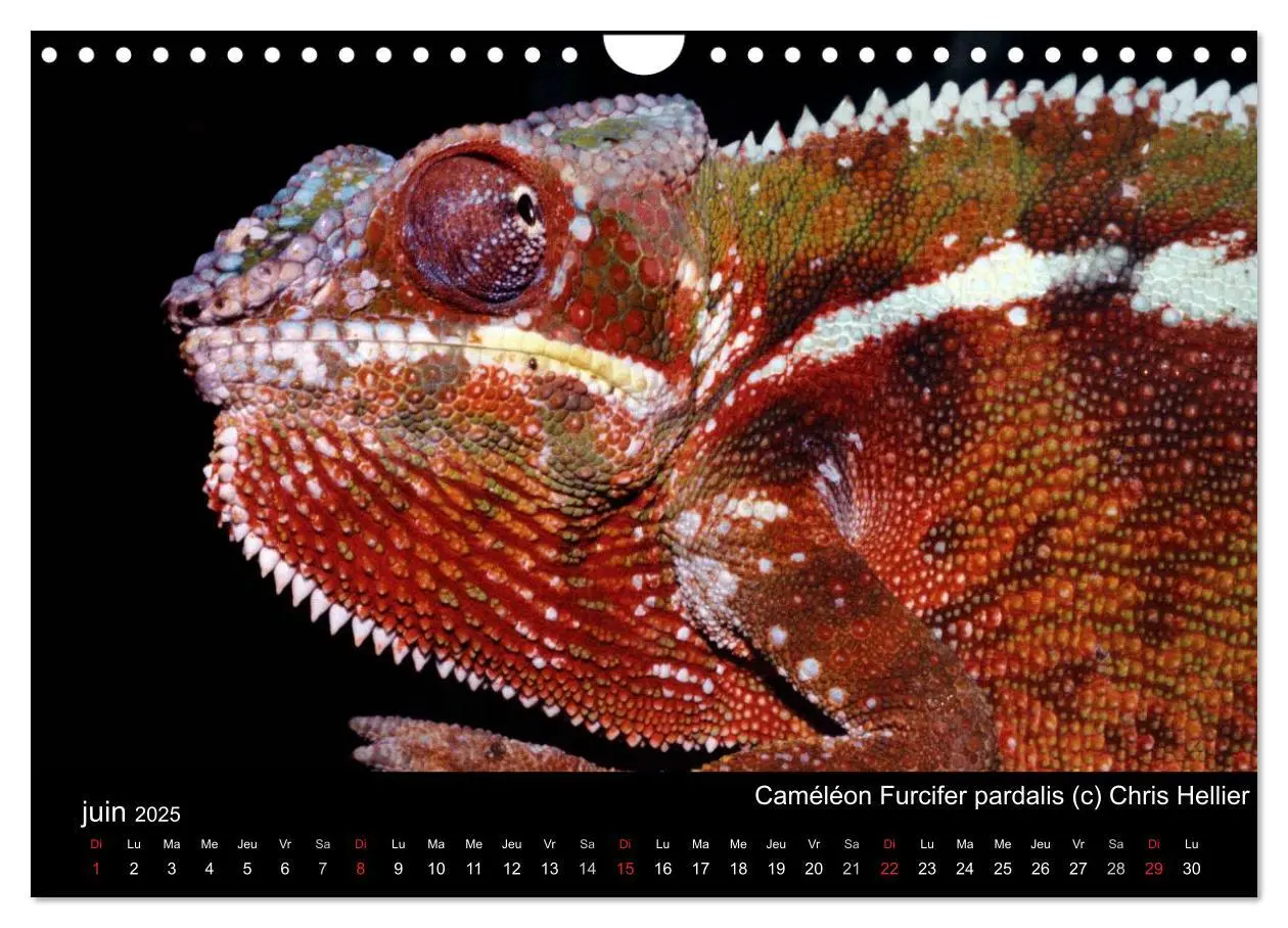 Bild: 9781325954483 | Caméléons - Petits dragons d'Afrique. (Calendrier mural 2025 DIN A4... Bild: 9781325954483 | Caméléons - Petits dragons d'Afrique. (Calendrier mural 2025 DIN A4...