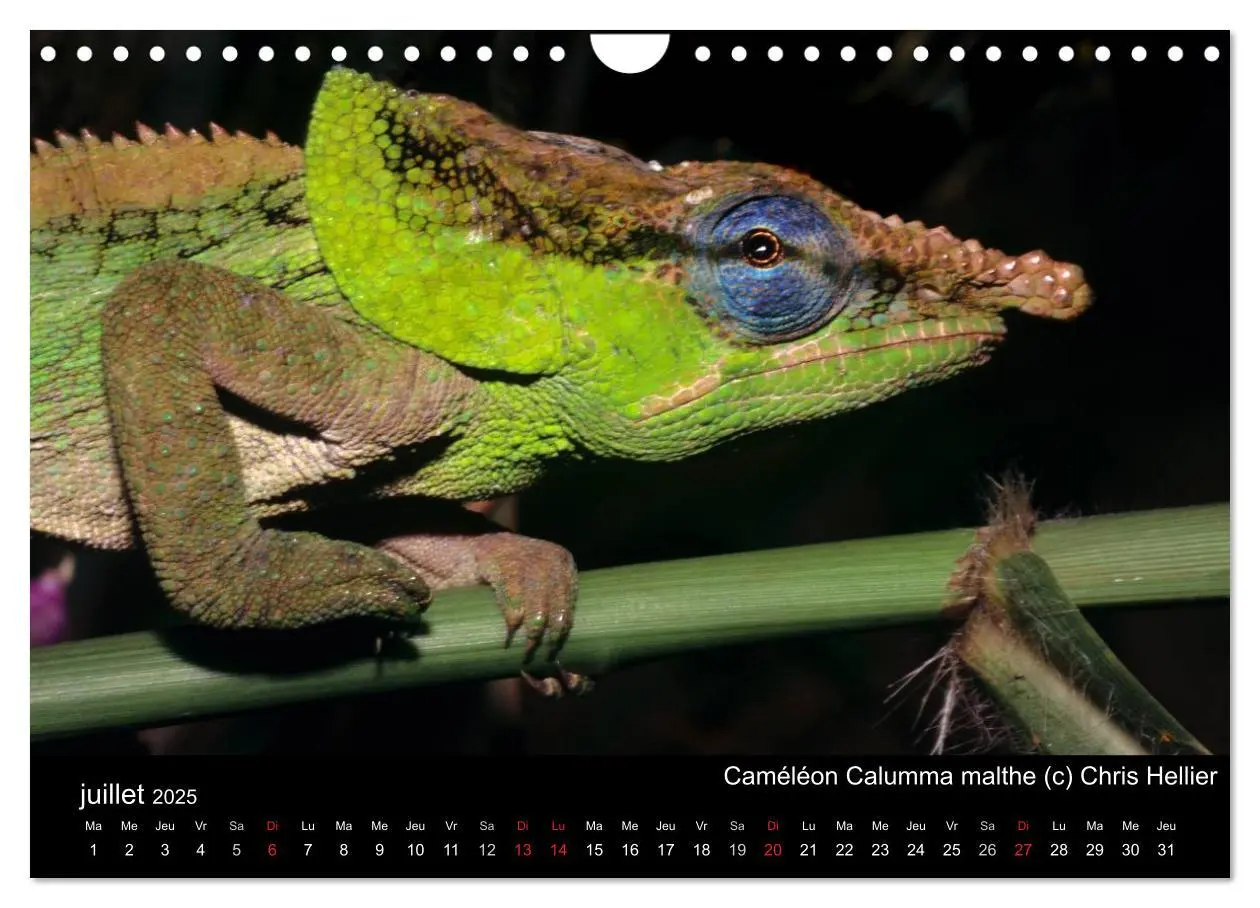Bild: 9781325954483 | Caméléons - Petits dragons d'Afrique. (Calendrier mural 2025 DIN A4... Bild: 9781325954483 | Caméléons - Petits dragons d'Afrique. (Calendrier mural 2025 DIN A4...