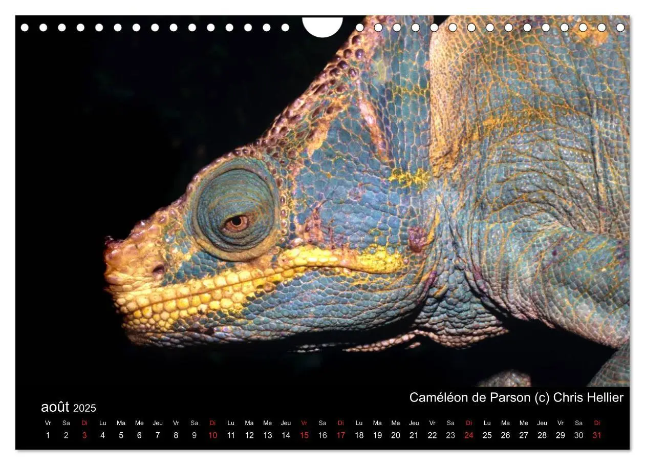 Bild: 9781325954483 | Caméléons - Petits dragons d'Afrique. (Calendrier mural 2025 DIN A4... Bild: 9781325954483 | Caméléons - Petits dragons d'Afrique. (Calendrier mural 2025 DIN A4...