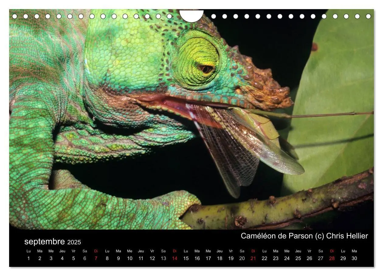 Bild: 9781325954483 | Caméléons - Petits dragons d'Afrique. (Calendrier mural 2025 DIN A4... Bild: 9781325954483 | Caméléons - Petits dragons d'Afrique. (Calendrier mural 2025 DIN A4...
