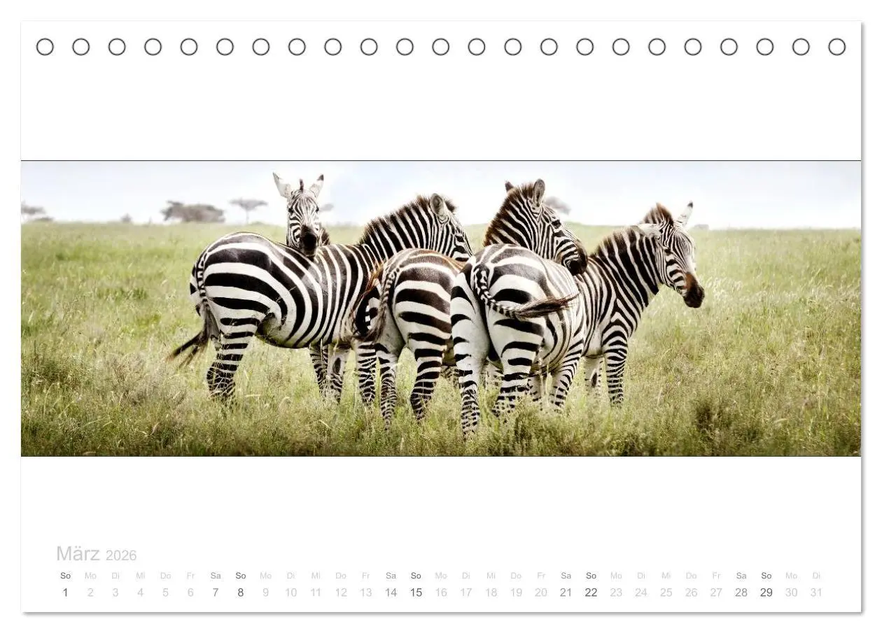 Bild: 9783516124583 | Serengeti Panorama (Tischkalender 2026 DIN A5 quer), CALVENDO...