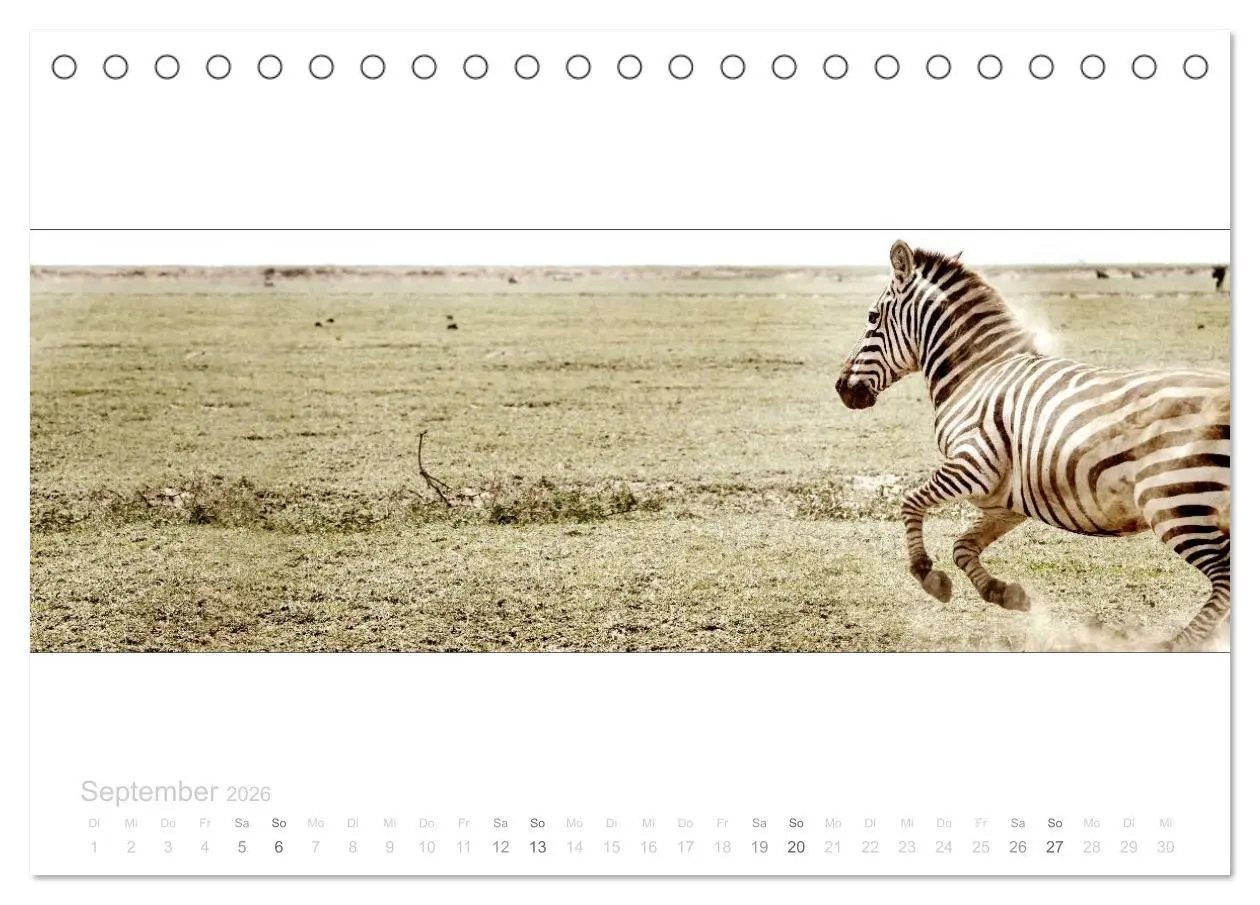 Bild: 9783516124583 | Serengeti Panorama (Tischkalender 2026 DIN A5 quer), CALVENDO...
