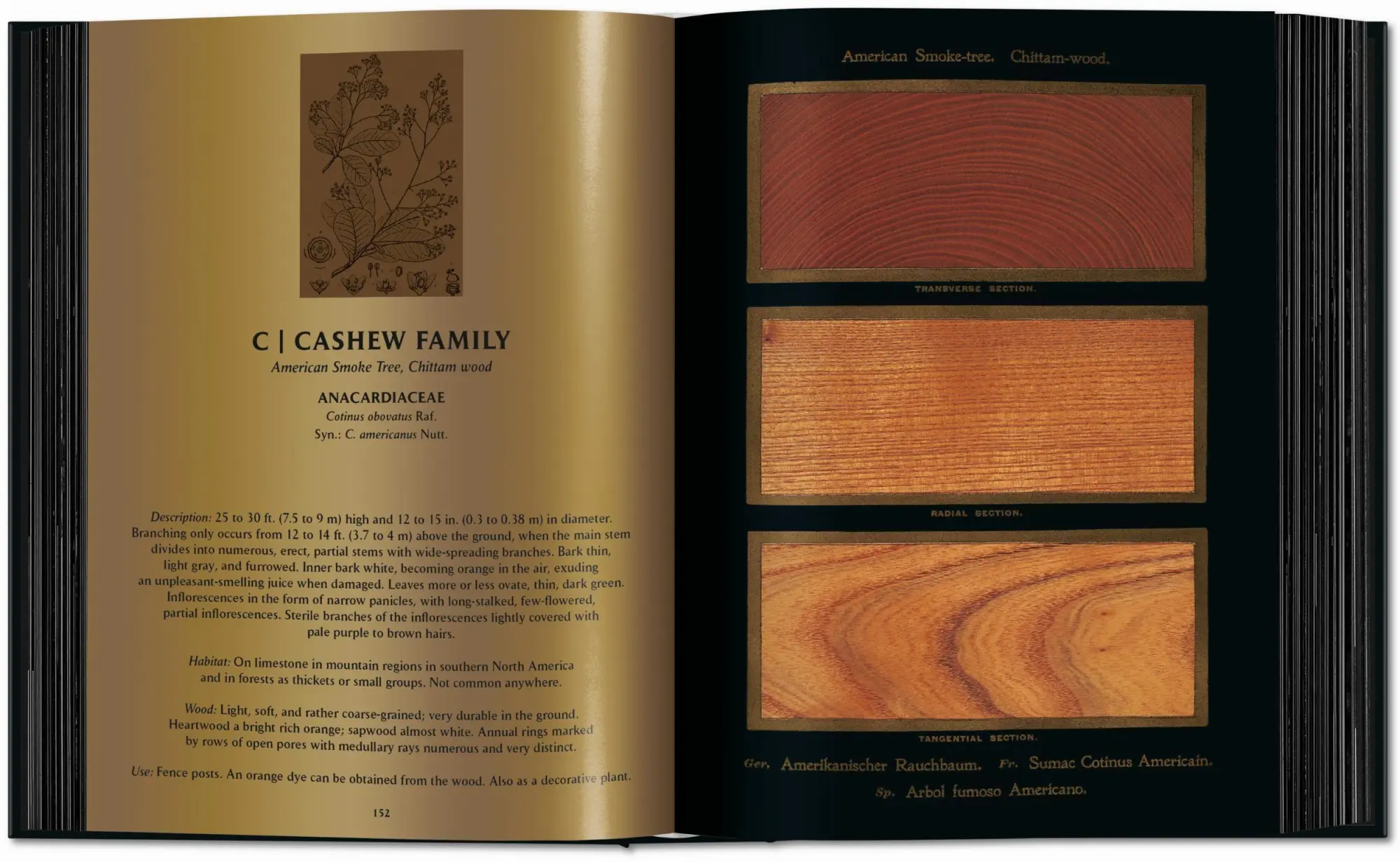 Bild: 9783754404683 | Romeyn B. Hough | The Woodbook. The Complete Plates | Leistikow | Buch