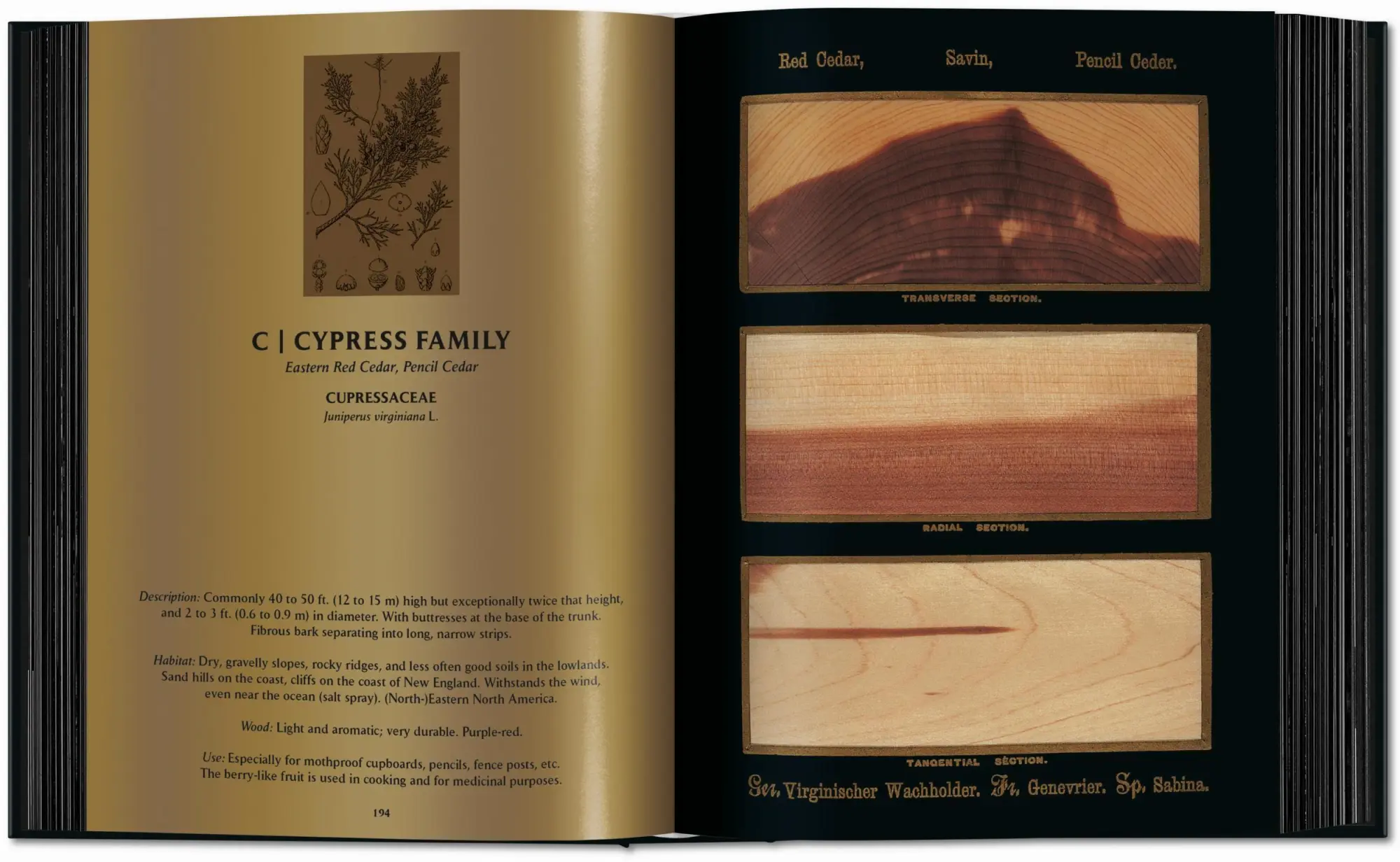 Bild: 9783754404683 | Romeyn B. Hough | The Woodbook. The Complete Plates | Leistikow | Buch
