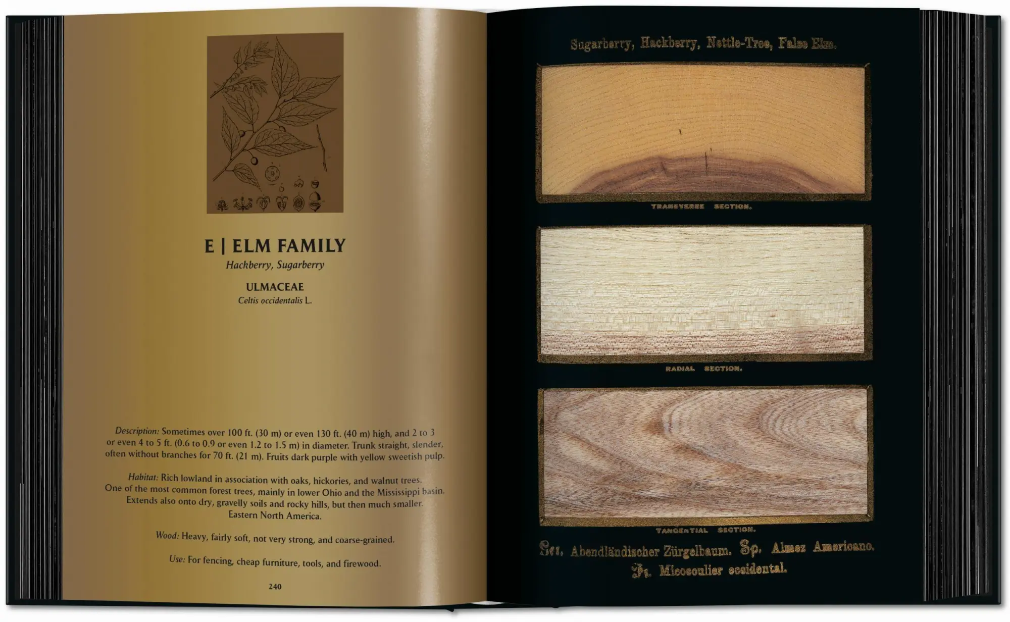 Bild: 9783754404683 | Romeyn B. Hough | The Woodbook. The Complete Plates | Leistikow | Buch