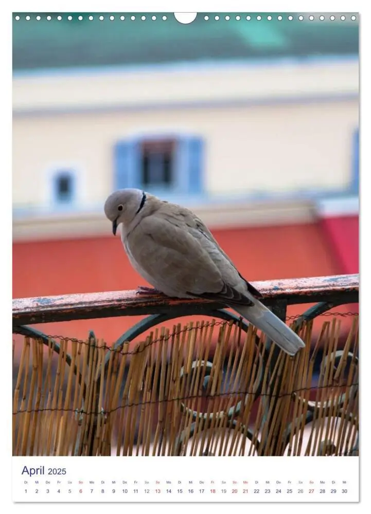 Bild: 9783457014783 | Nizza - Cote d'Azur 2025 (Wandkalender 2025 DIN A3 hoch), CALVENDO...