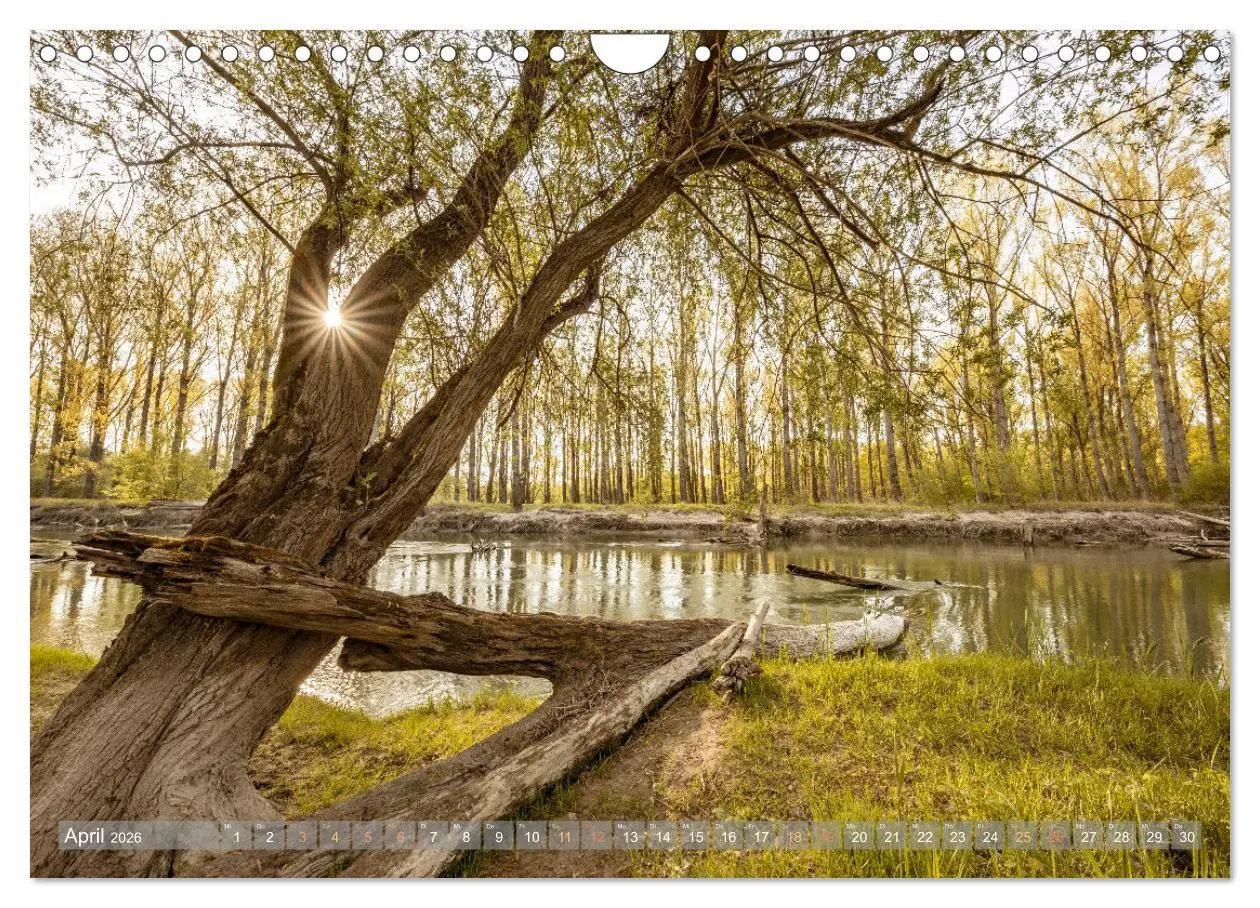 Bild: 9783457564783 | Naturparadies Pfälzerwald (Wandkalender 2026 DIN A4 quer), CALVENDO...