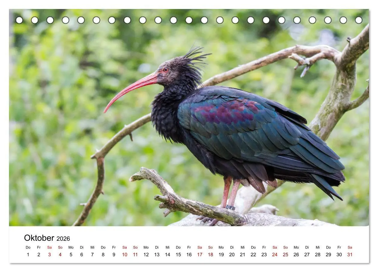 Bild: 9783457704783 | Der Waldrapp - Ein skurriler Vogel (Tischkalender 2026 DIN A5...