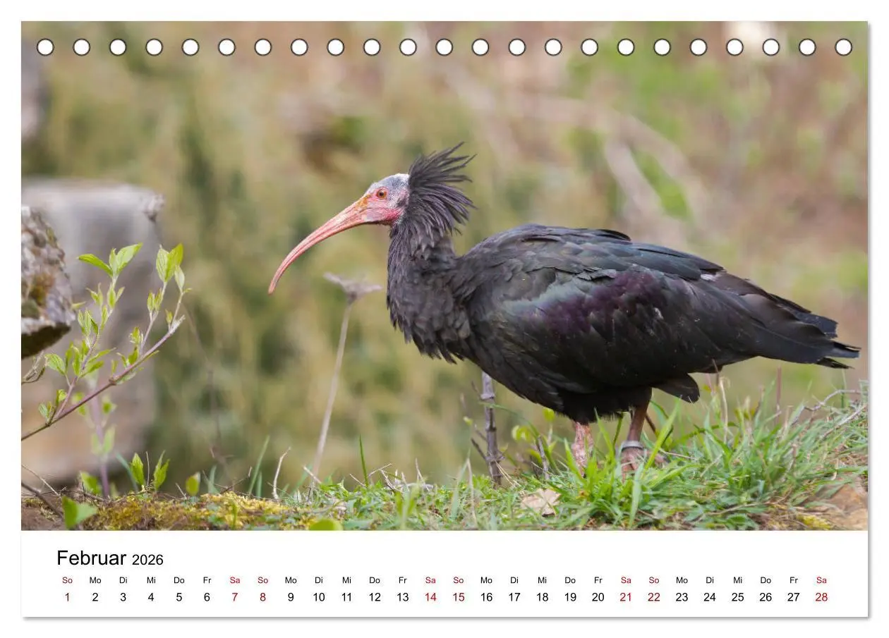 Bild: 9783457704783 | Der Waldrapp - Ein skurriler Vogel (Tischkalender 2026 DIN A5...
