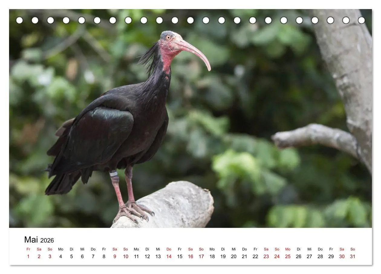 Bild: 9783457704783 | Der Waldrapp - Ein skurriler Vogel (Tischkalender 2026 DIN A5...