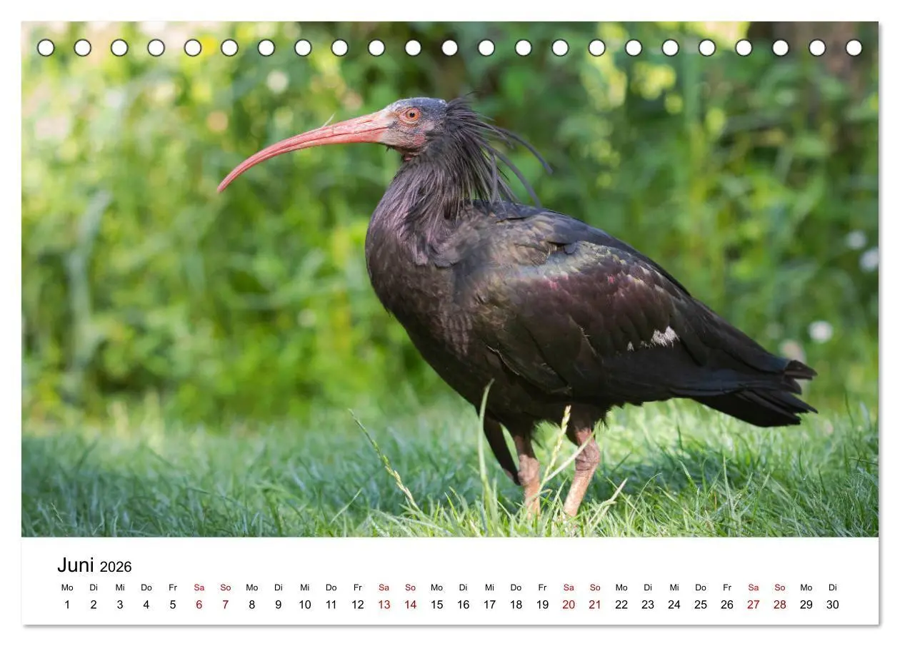 Bild: 9783457704783 | Der Waldrapp - Ein skurriler Vogel (Tischkalender 2026 DIN A5...
