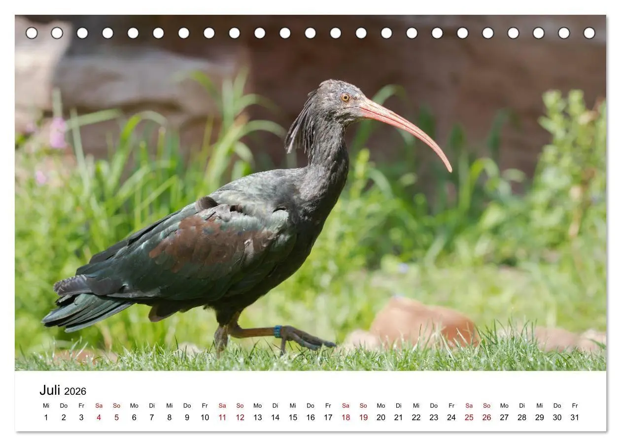 Bild: 9783457704783 | Der Waldrapp - Ein skurriler Vogel (Tischkalender 2026 DIN A5...