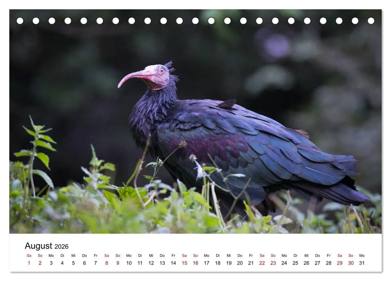 Bild: 9783457704783 | Der Waldrapp - Ein skurriler Vogel (Tischkalender 2026 DIN A5...