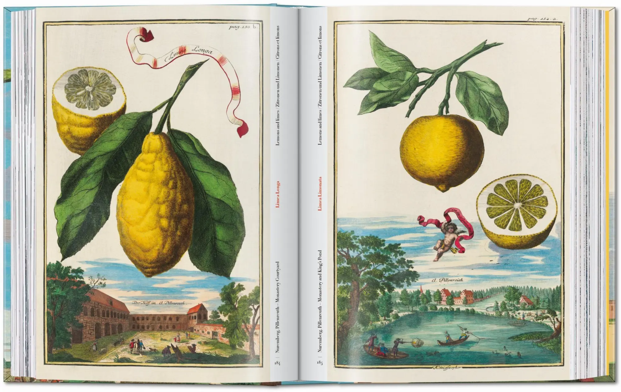 Bild: 9783836594783 | J. C. Volkamer. The Book of Citrus Fruits. 45th Ed. | Iris Lauterbach