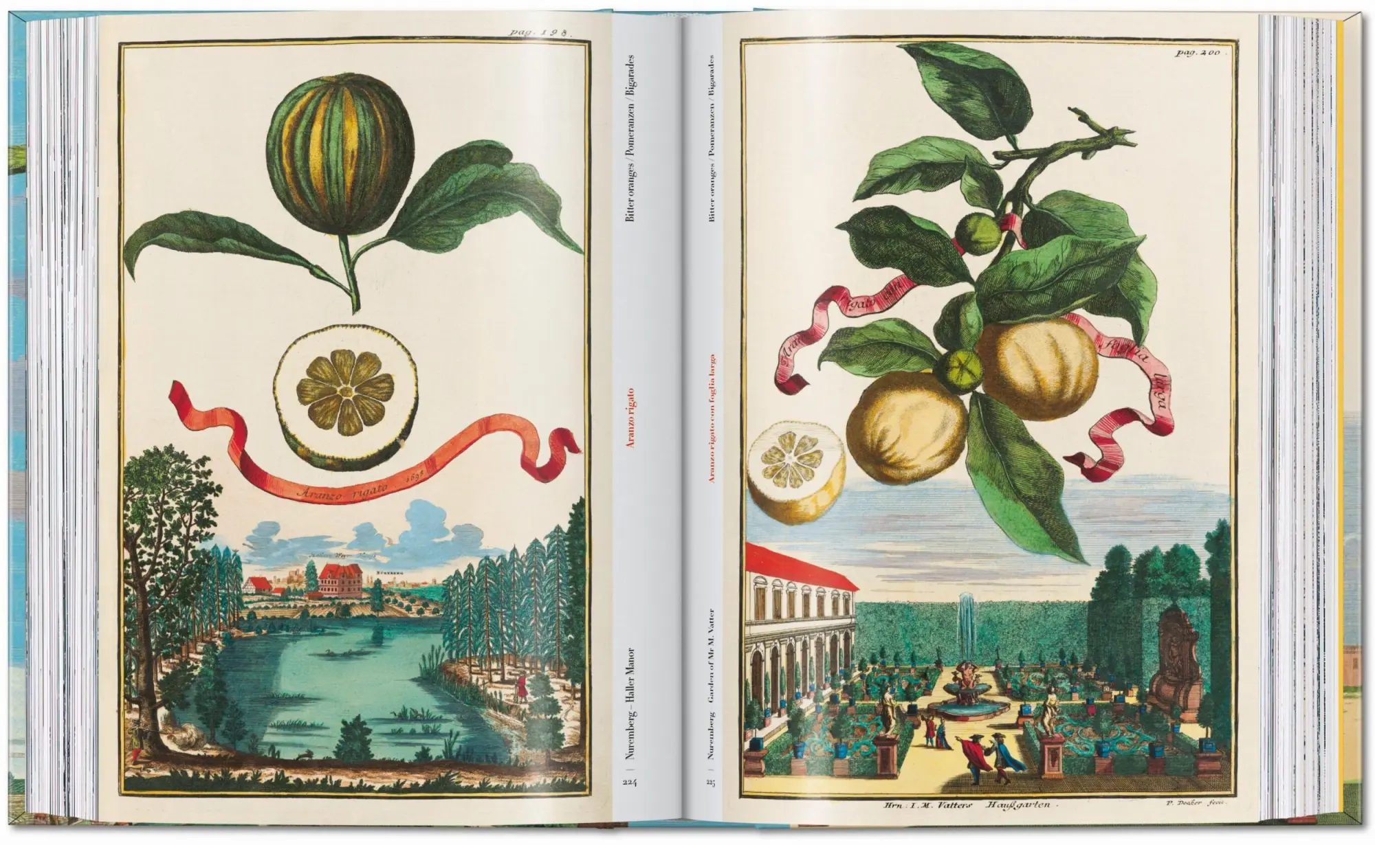 Bild: 9783836594783 | J. C. Volkamer. The Book of Citrus Fruits. 45th Ed. | Iris Lauterbach