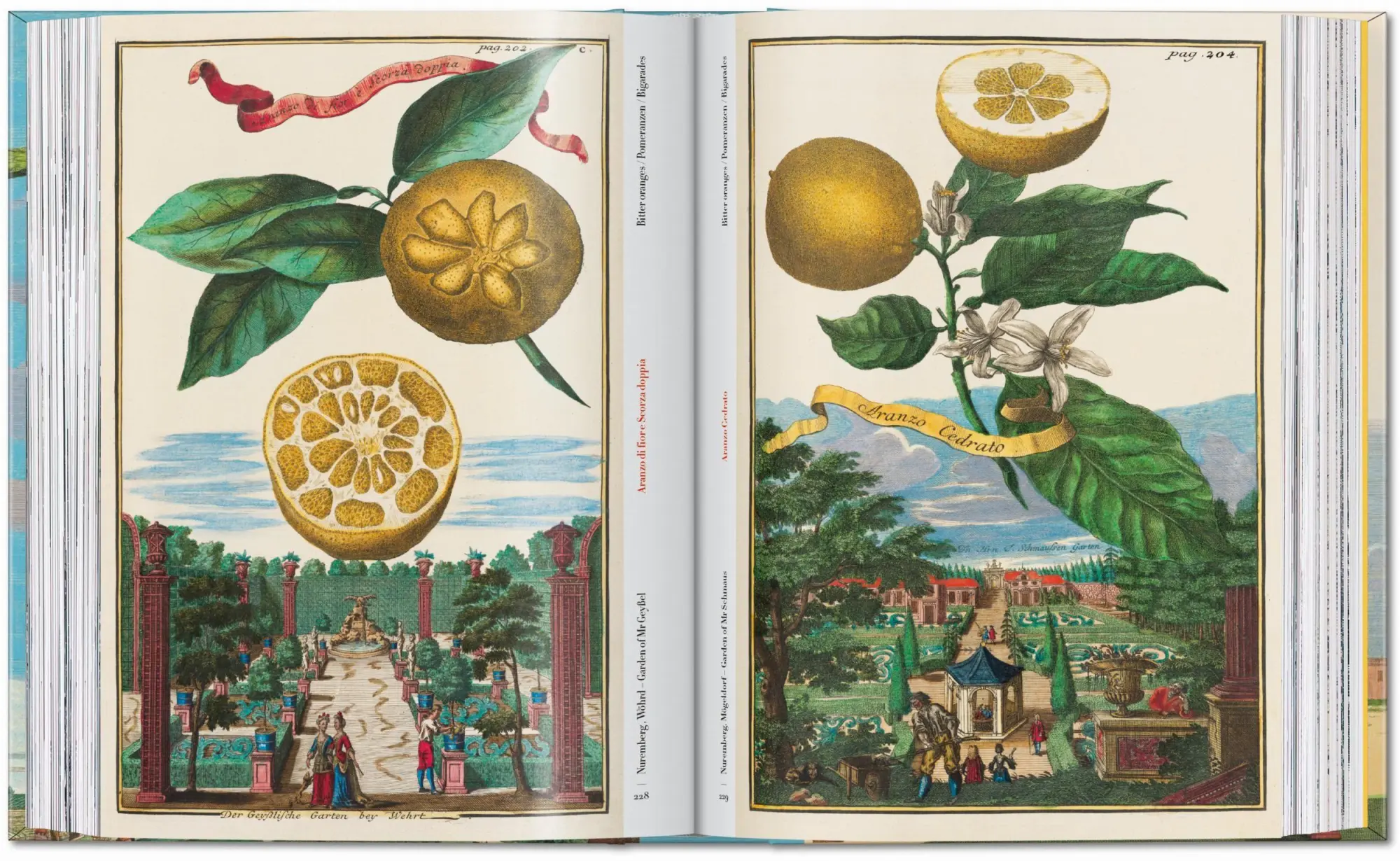 Bild: 9783836594783 | J. C. Volkamer. The Book of Citrus Fruits. 45th Ed. | Iris Lauterbach