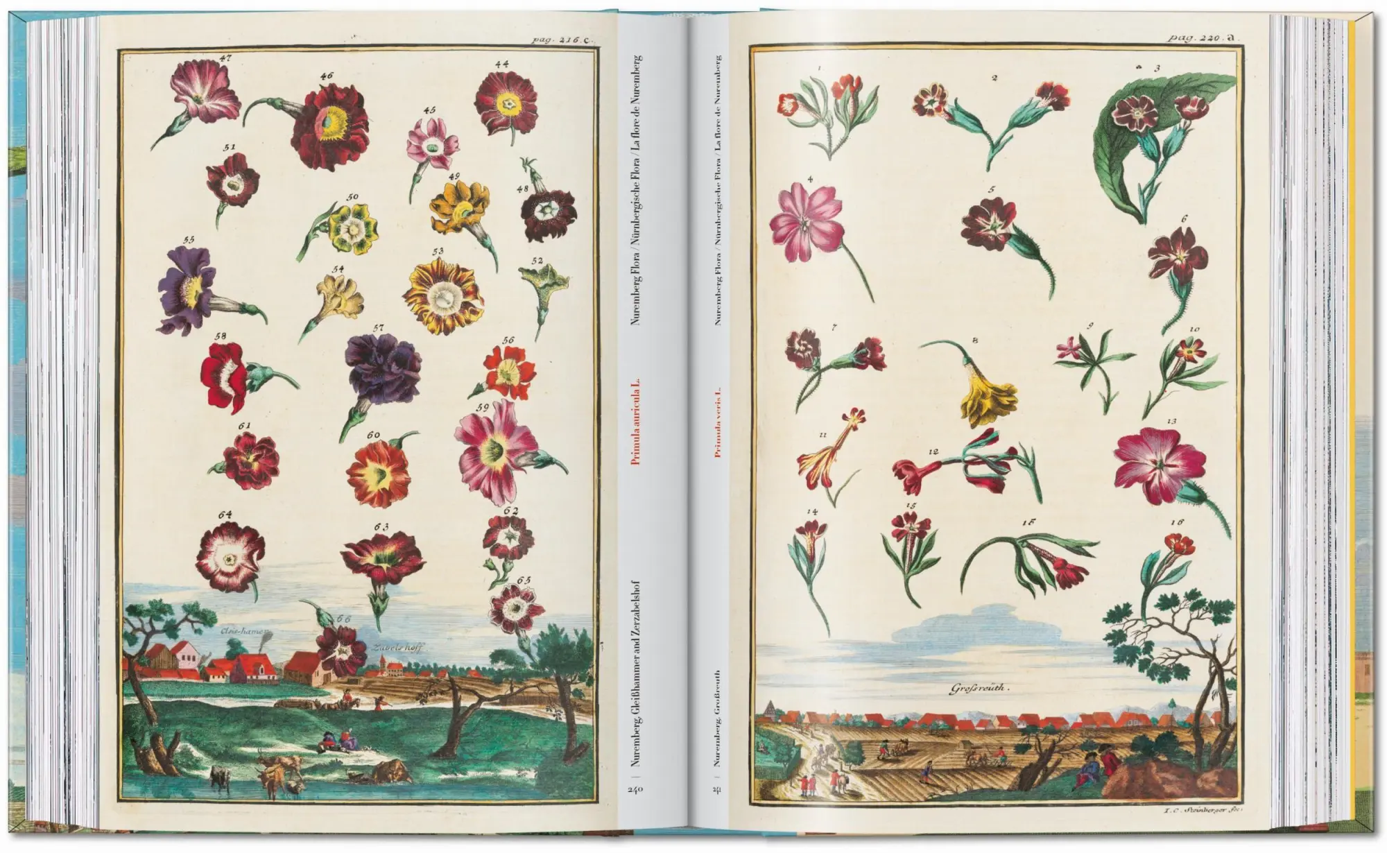 Bild: 9783836594783 | J. C. Volkamer. The Book of Citrus Fruits. 45th Ed. | Iris Lauterbach