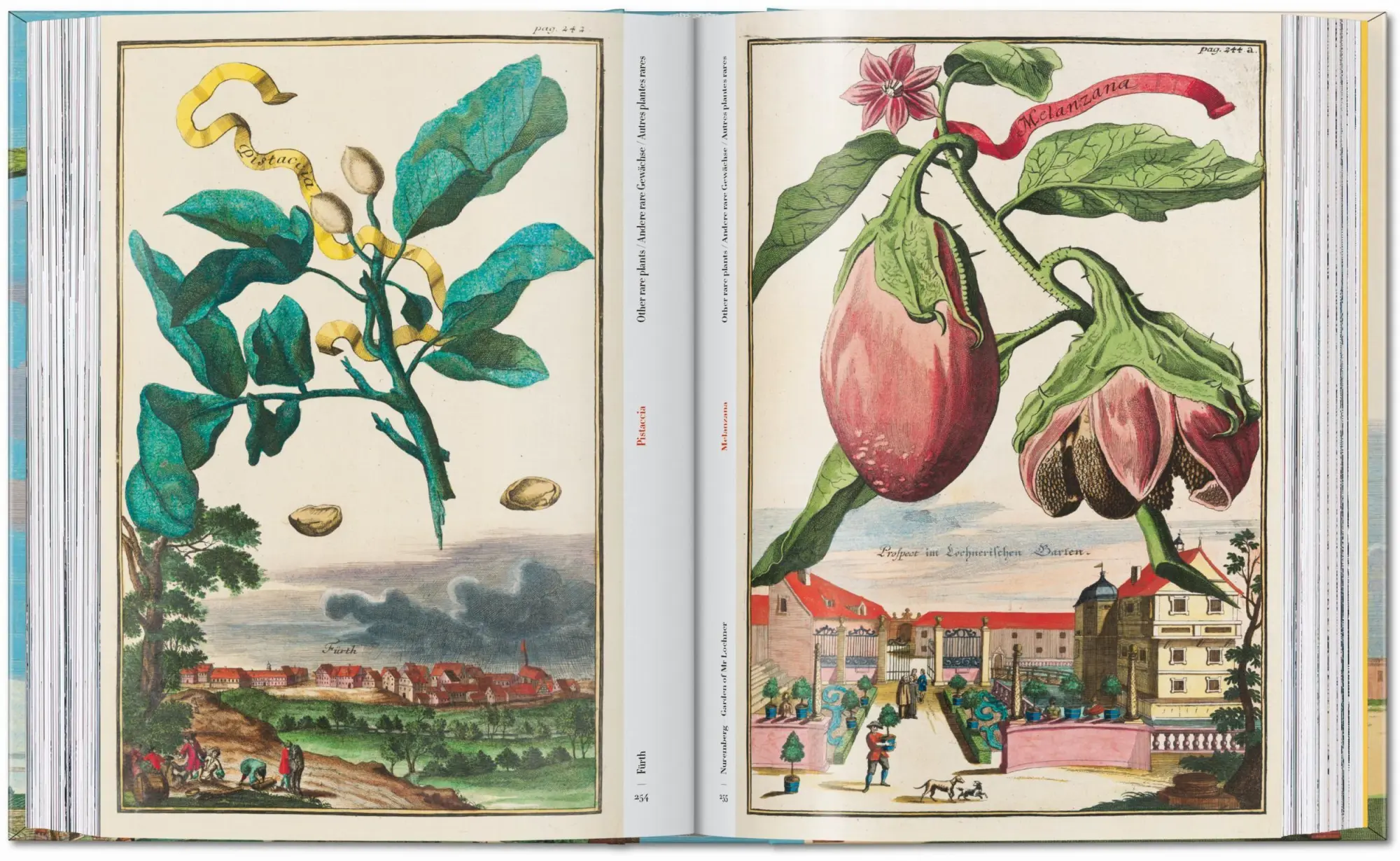 Bild: 9783836594783 | J. C. Volkamer. The Book of Citrus Fruits. 45th Ed. | Iris Lauterbach