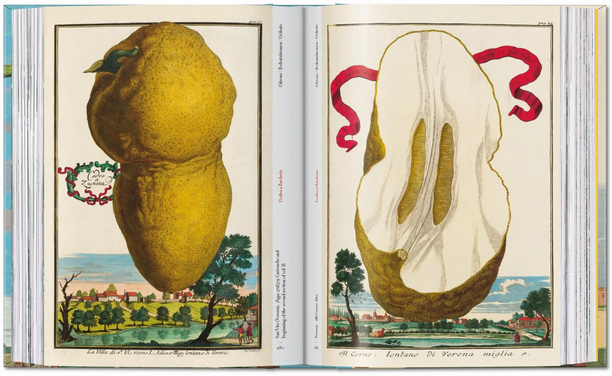 Bild: 9783836594783 | J. C. Volkamer. The Book of Citrus Fruits. 45th Ed. | Iris Lauterbach