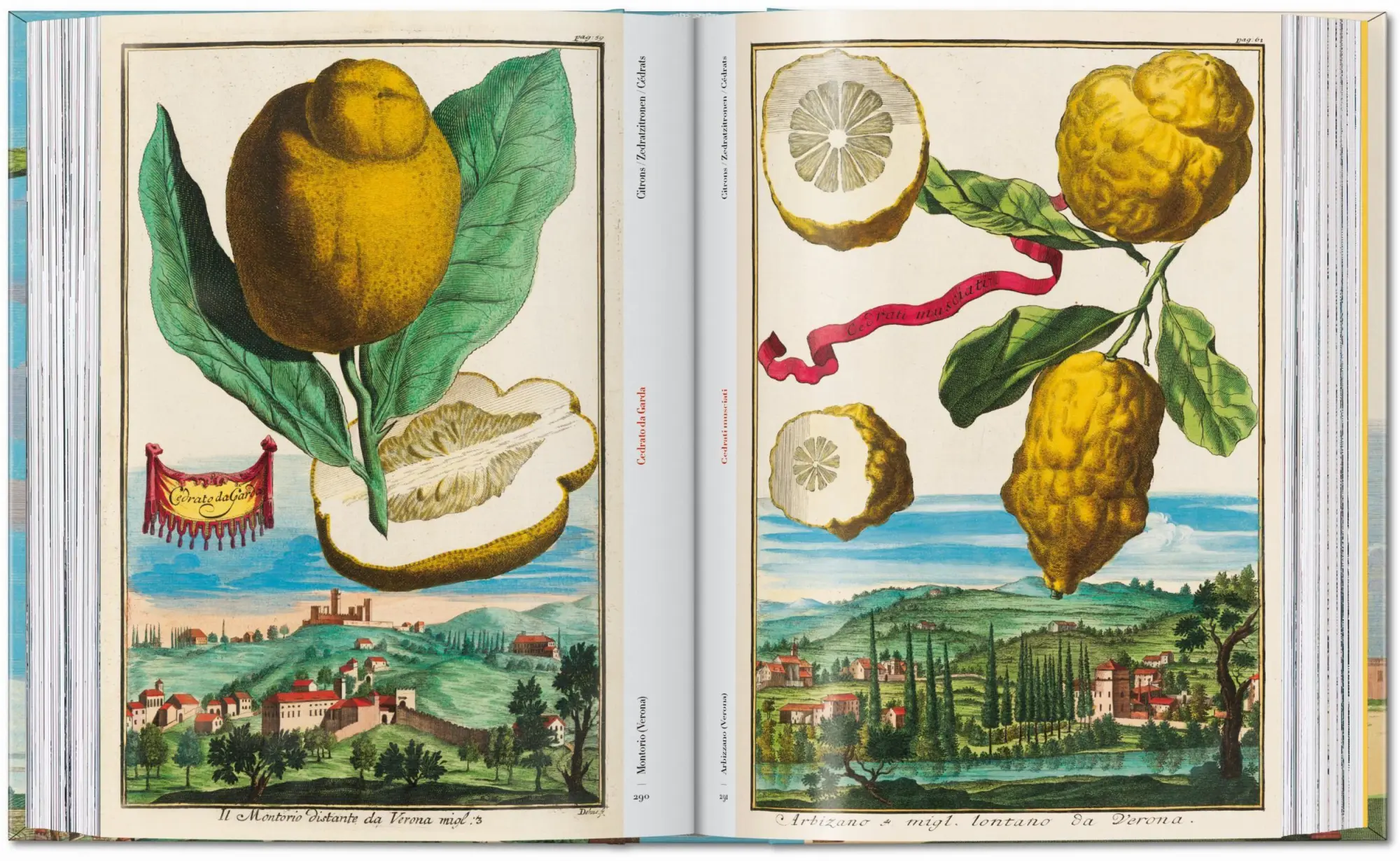 Bild: 9783836594783 | J. C. Volkamer. The Book of Citrus Fruits. 45th Ed. | Iris Lauterbach