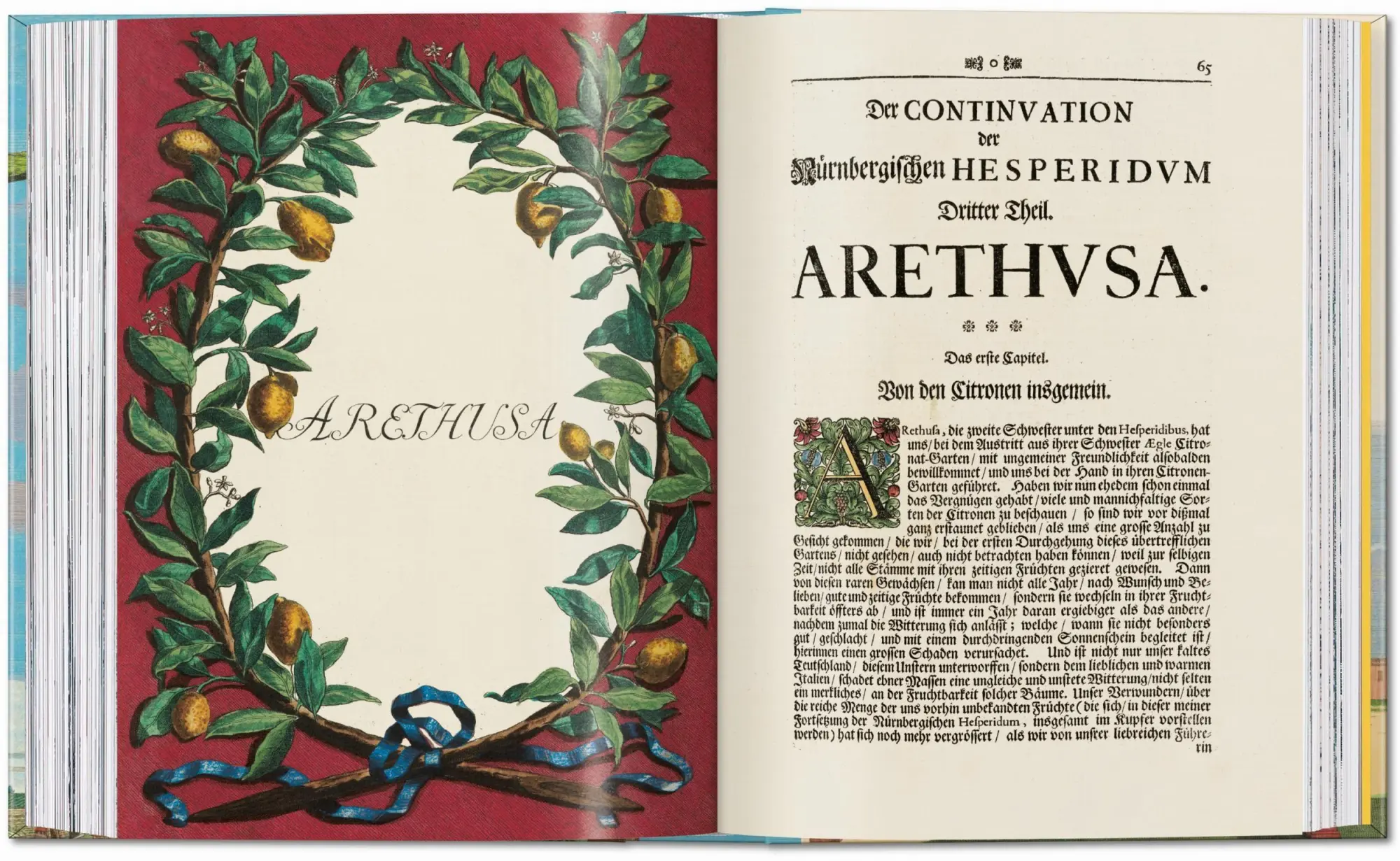 Bild: 9783836594783 | J. C. Volkamer. The Book of Citrus Fruits. 45th Ed. | Iris Lauterbach