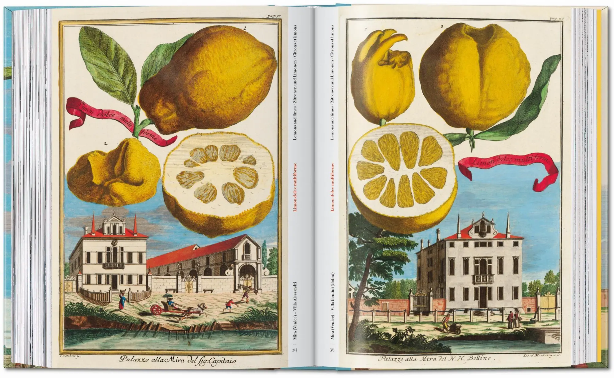 Bild: 9783836594783 | J. C. Volkamer. The Book of Citrus Fruits. 45th Ed. | Iris Lauterbach
