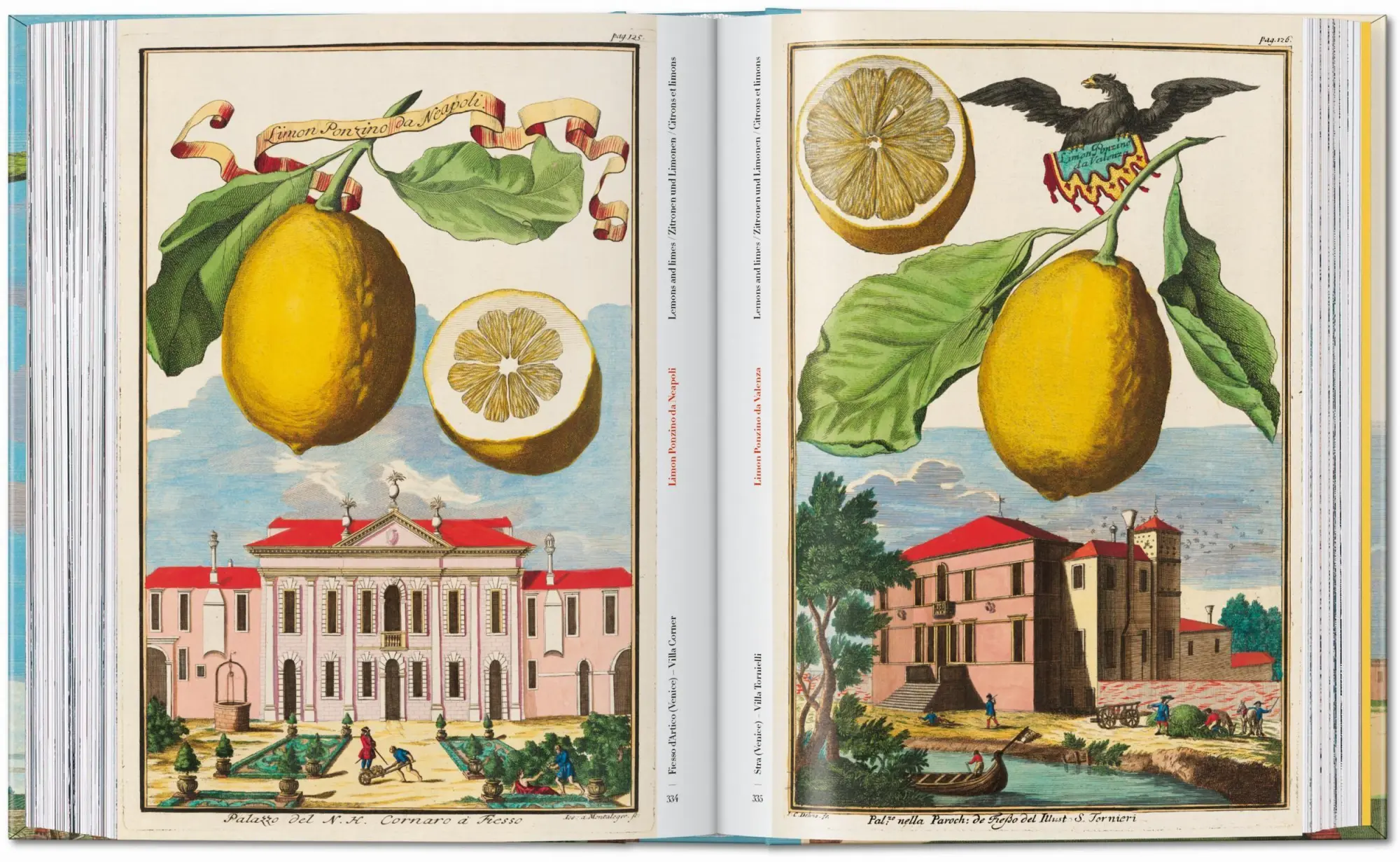 Bild: 9783836594783 | J. C. Volkamer. The Book of Citrus Fruits. 45th Ed. | Iris Lauterbach