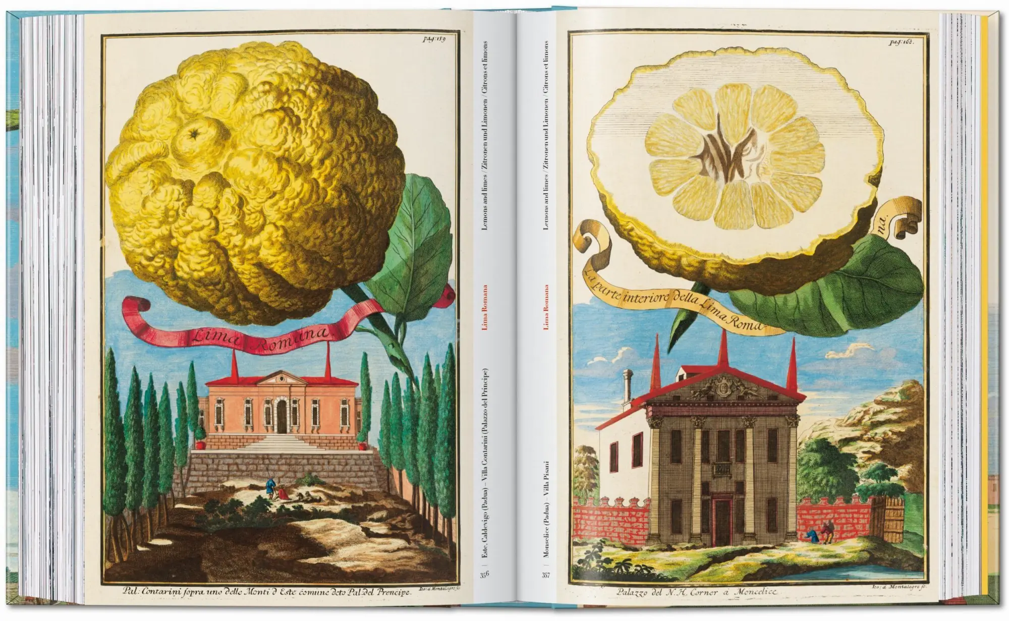 Bild: 9783836594783 | J. C. Volkamer. The Book of Citrus Fruits. 45th Ed. | Iris Lauterbach