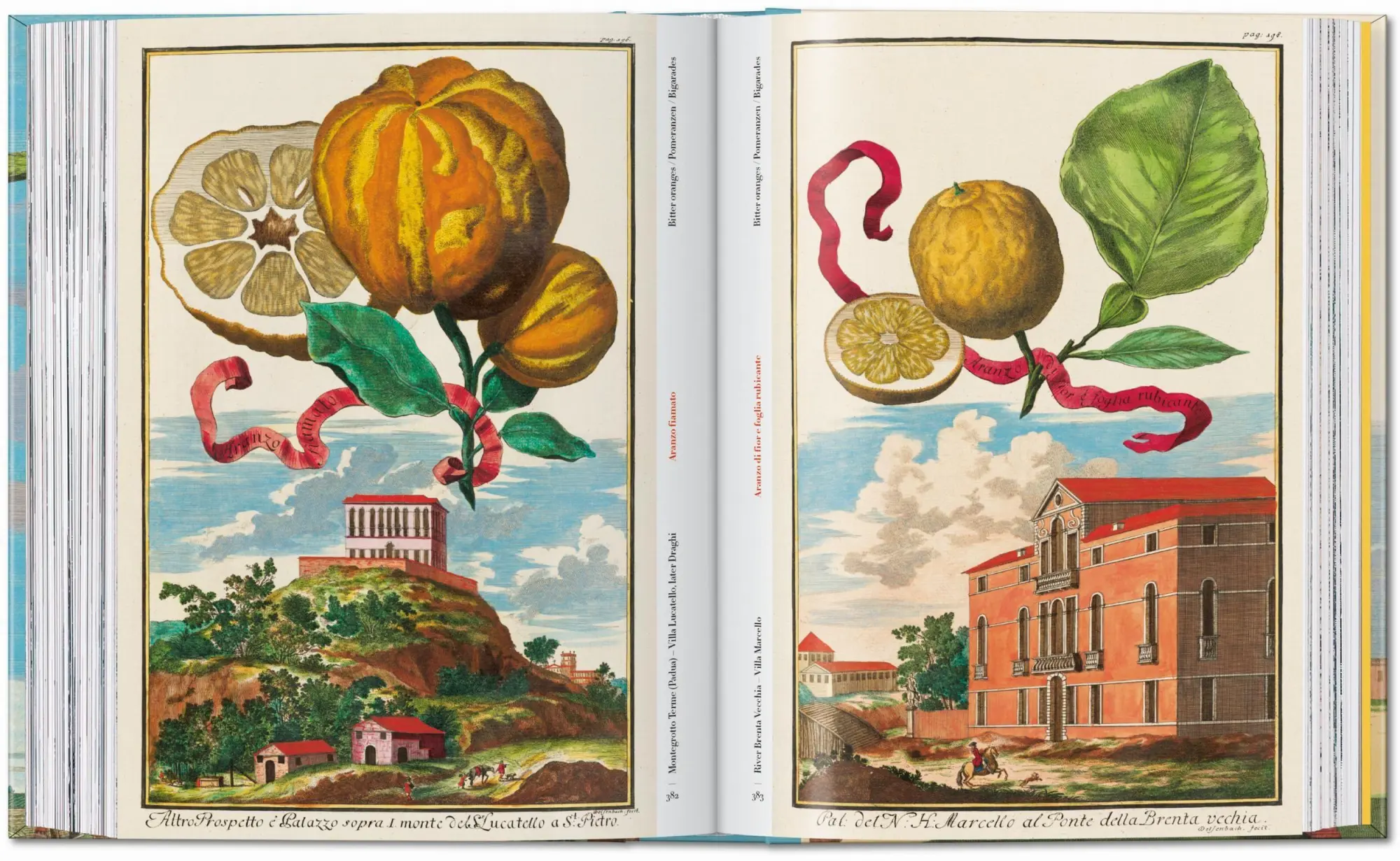 Bild: 9783836594783 | J. C. Volkamer. The Book of Citrus Fruits. 45th Ed. | Iris Lauterbach