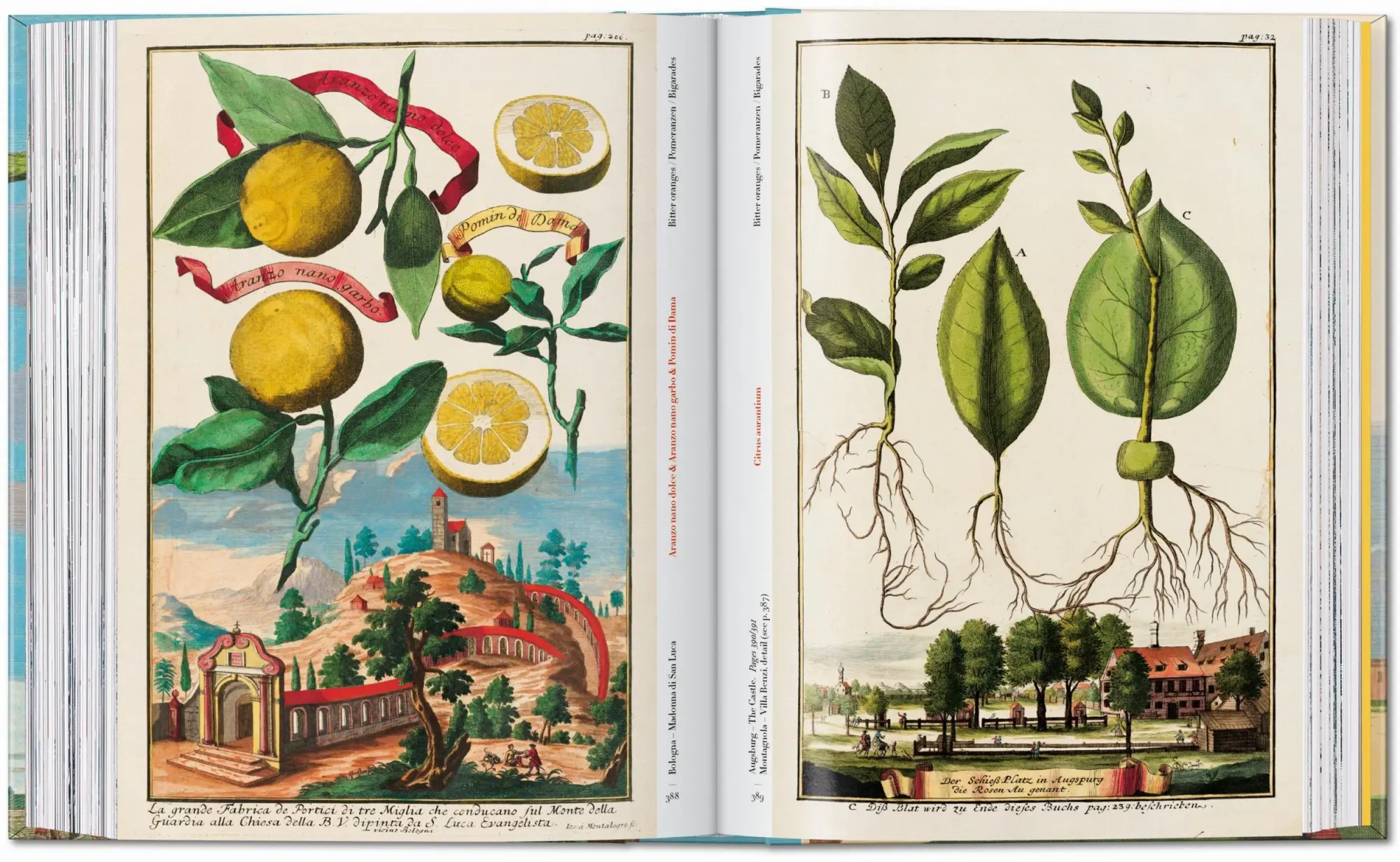 Bild: 9783836594783 | J. C. Volkamer. The Book of Citrus Fruits. 45th Ed. | Iris Lauterbach