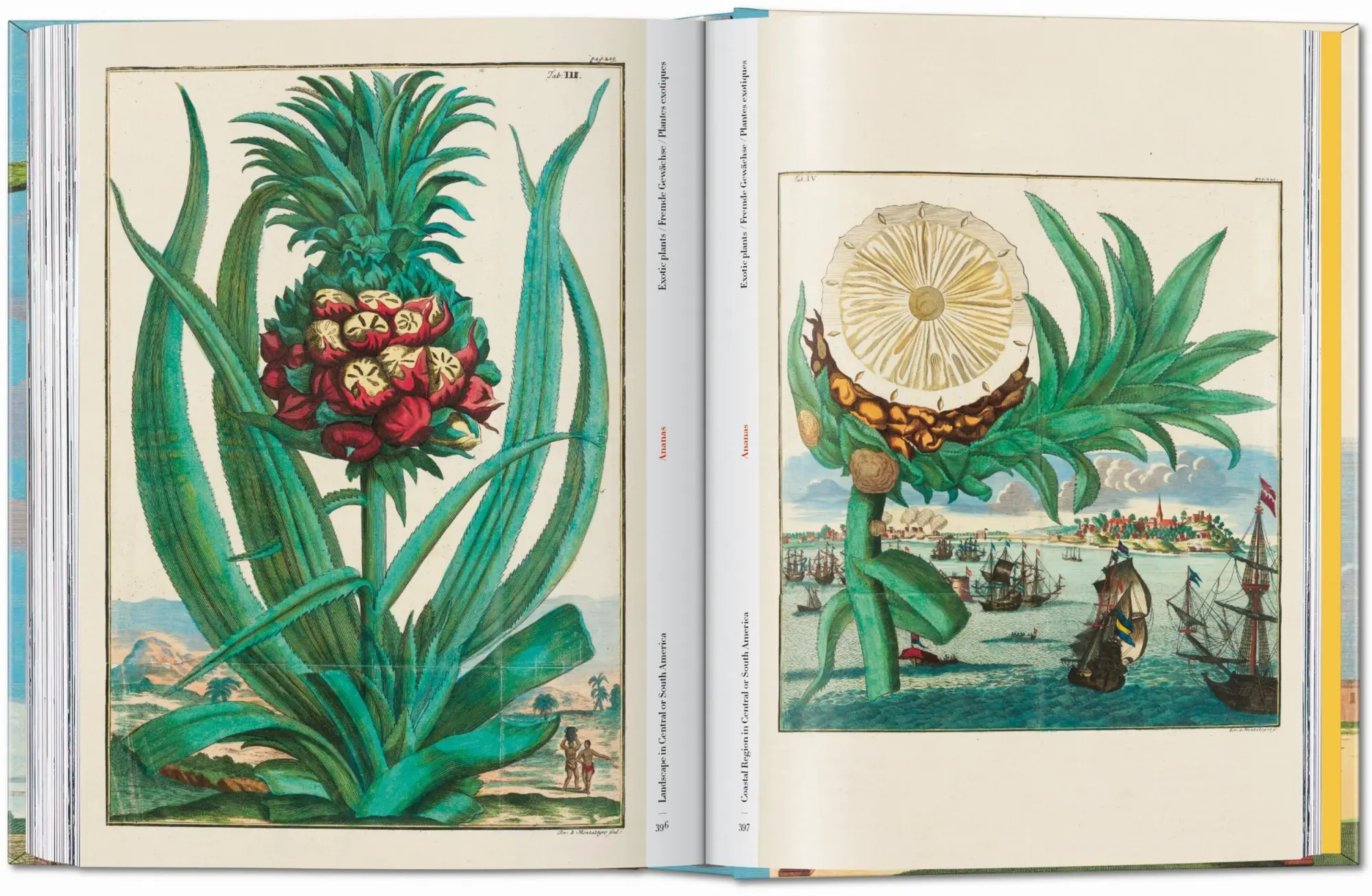 Bild: 9783836594783 | J. C. Volkamer. The Book of Citrus Fruits. 45th Ed. | Iris Lauterbach
