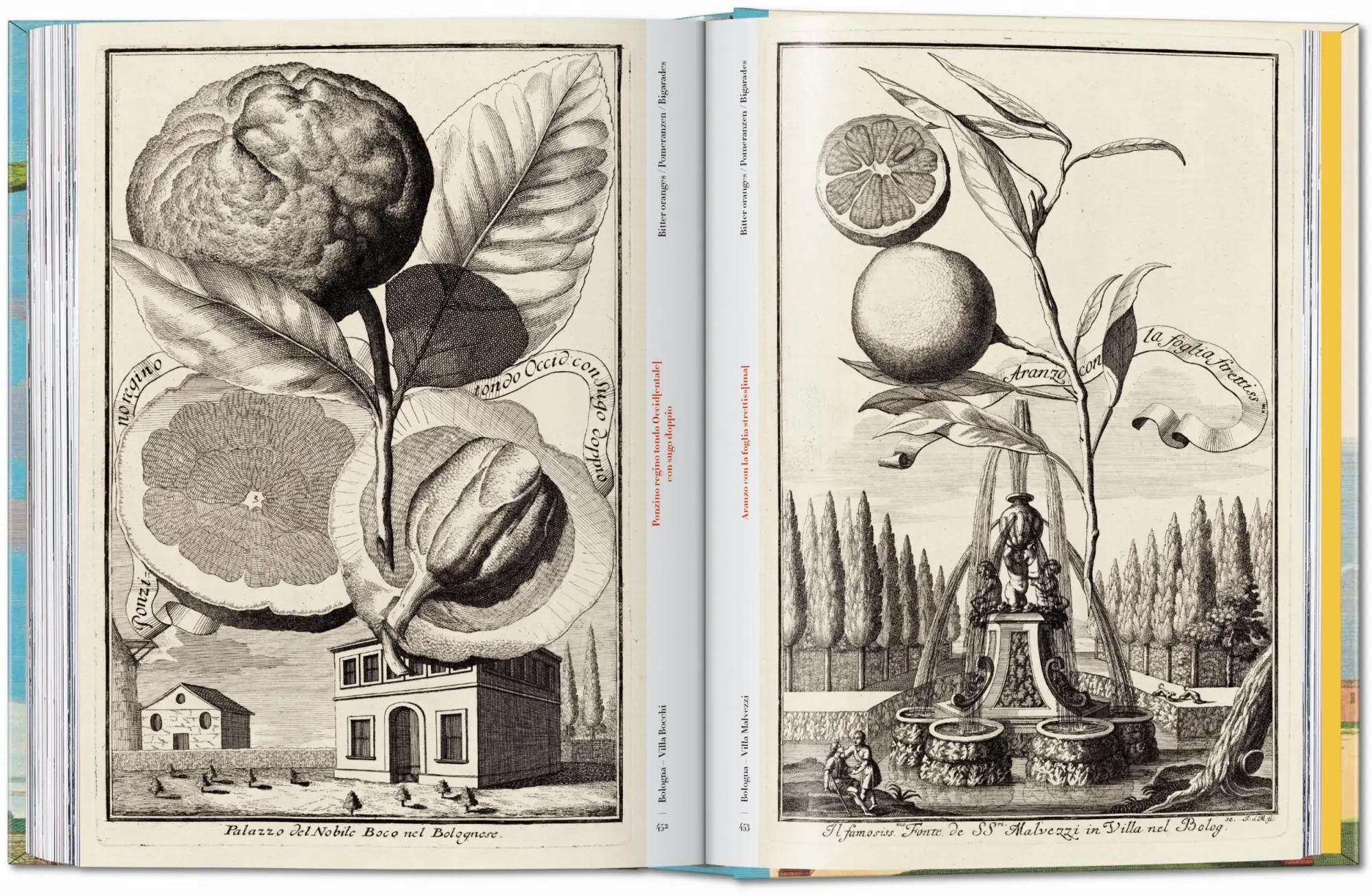 Bild: 9783836594783 | J. C. Volkamer. The Book of Citrus Fruits. 45th Ed. | Iris Lauterbach