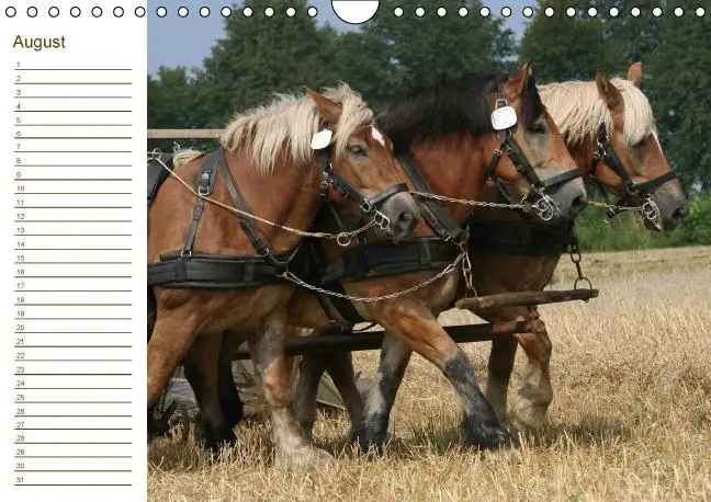 Bild: 9783660194883 | Der Pferde-Geburtstagskalender (Wandkalender immerwährend DIN A4 quer)