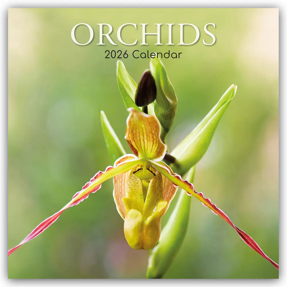 Cover: 9781836224983 | Orchids - Orchideen 2026 - 16-Monatskalender | Ltd | Kalender | 14 S.