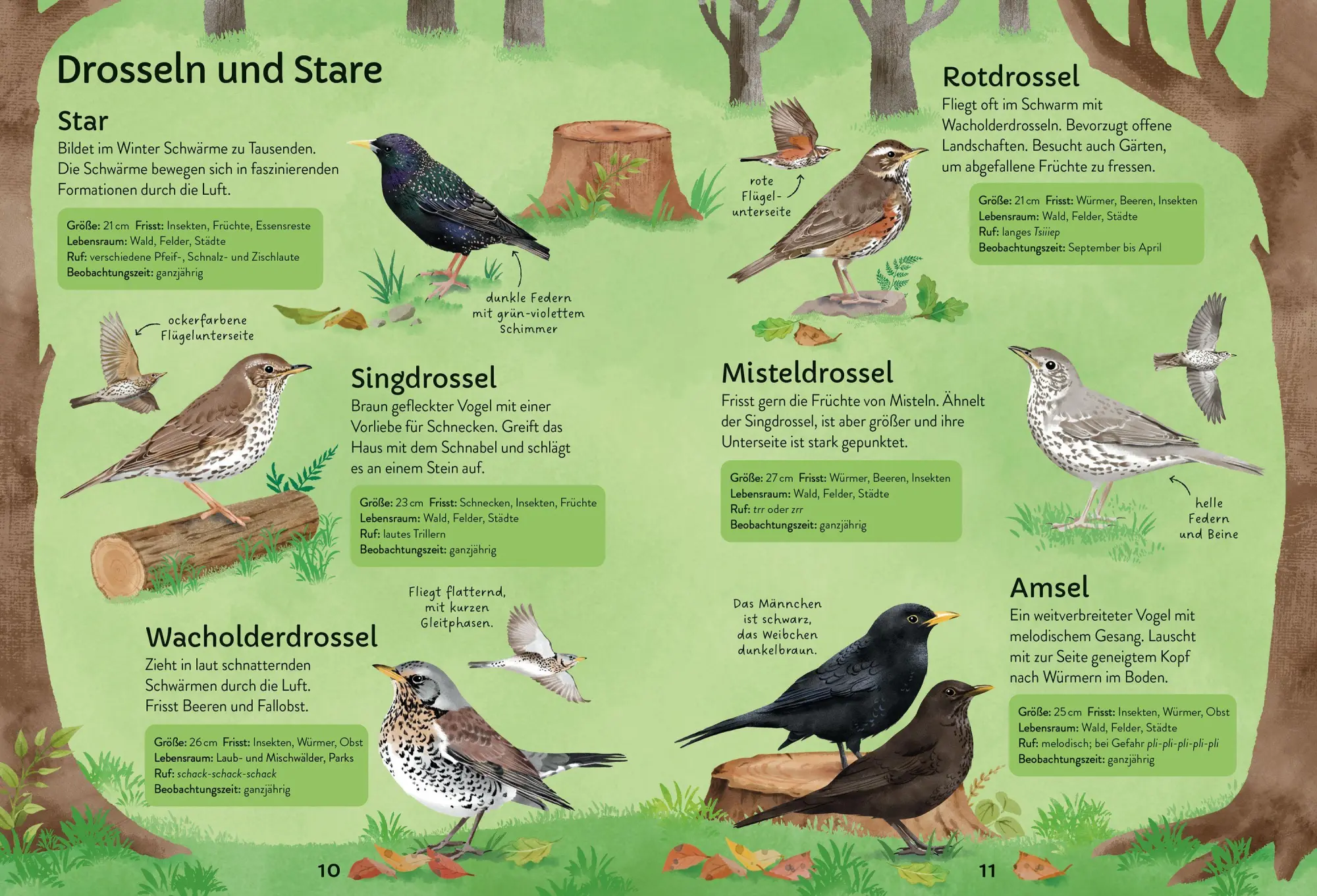 Bild: 9781035705283 | Ich erkunde die Natur: Unsere Vögel | Simon Tudhope (u. a.) | Buch