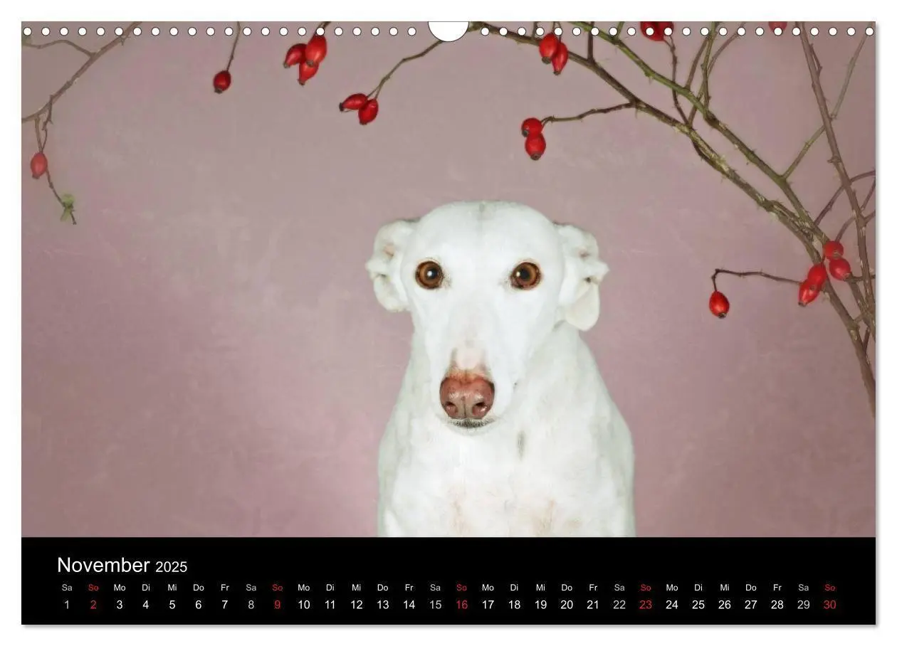 Bild: 9783435775583 | Der Windhundekalender (Wandkalender 2025 DIN A3 quer), CALVENDO...