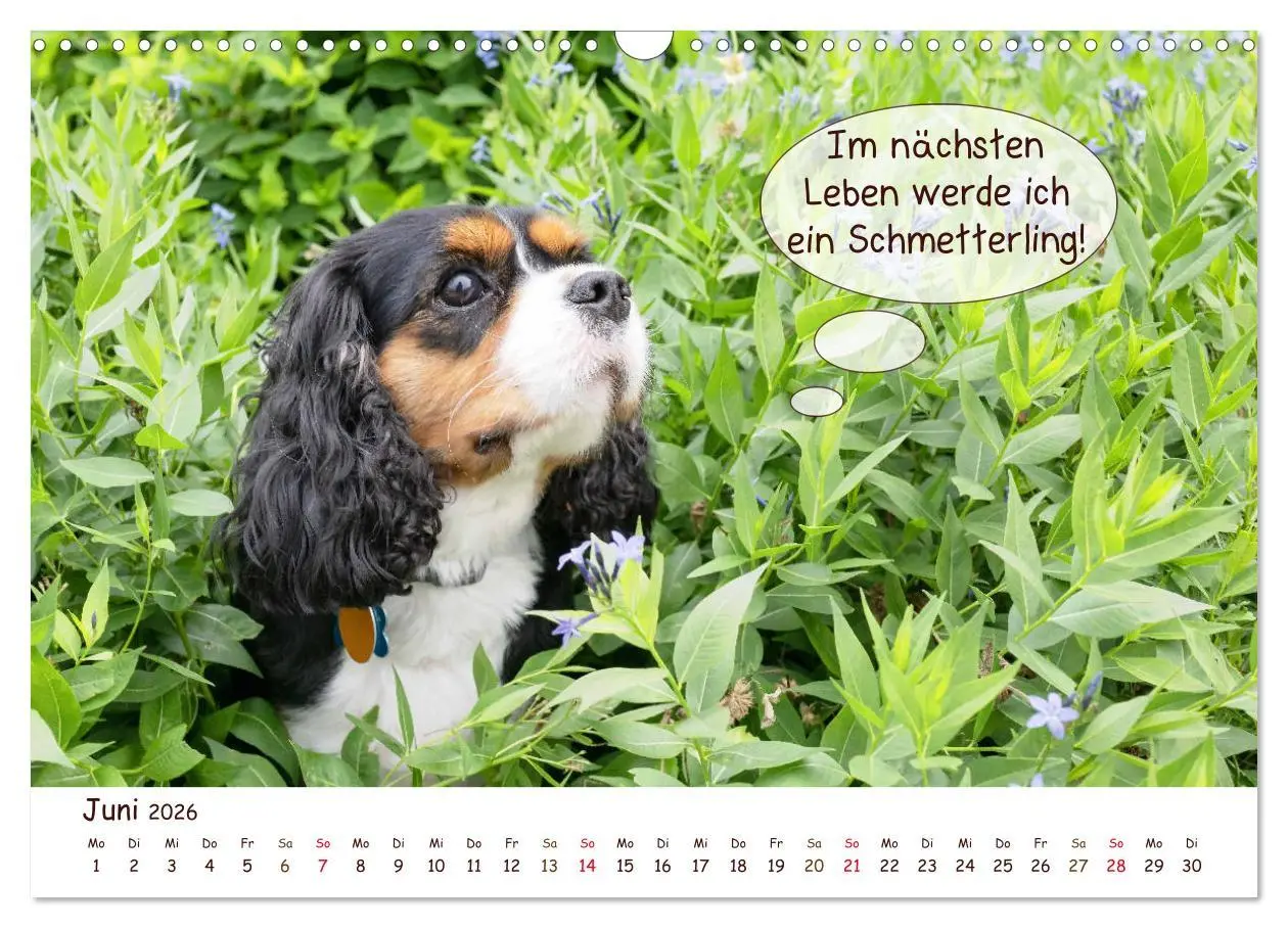 Bild: 9783457835883 | Frei Schnauze 2026. Was Hunde am liebsten sagen würden...