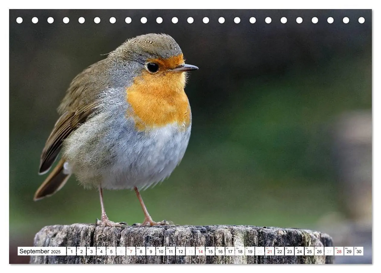 Bild: 9783435616183 | Heimische Gartenvögel (Tischkalender 2025 DIN A5 quer), CALVENDO...